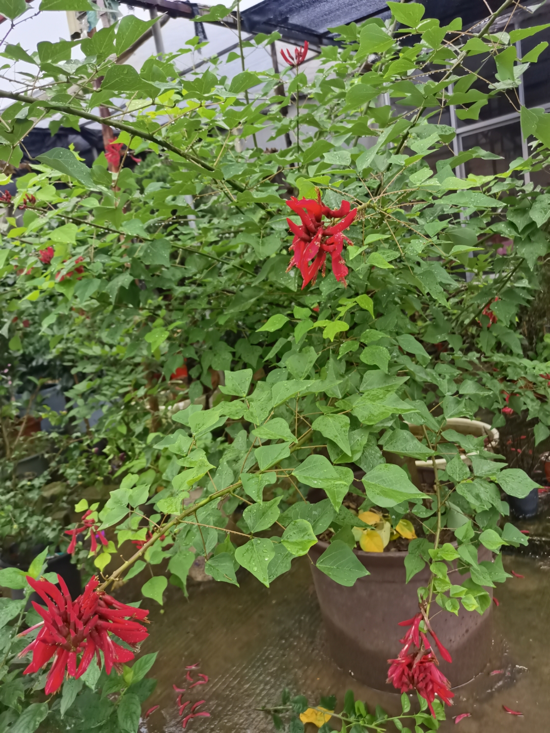 随手拍花草#又长见识了,龙牙花,别称象牙花,是阿根廷的国花.