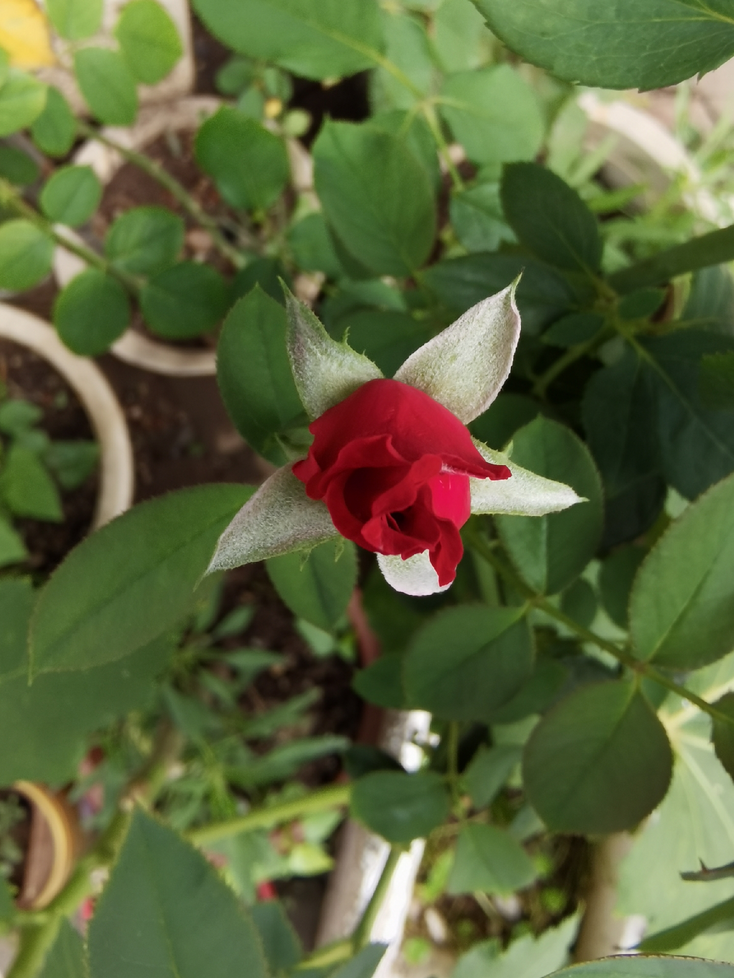 随手拍花草#无花果[鲜花][鲜花][鲜花][鲜花] 今天上午,第一次看到了