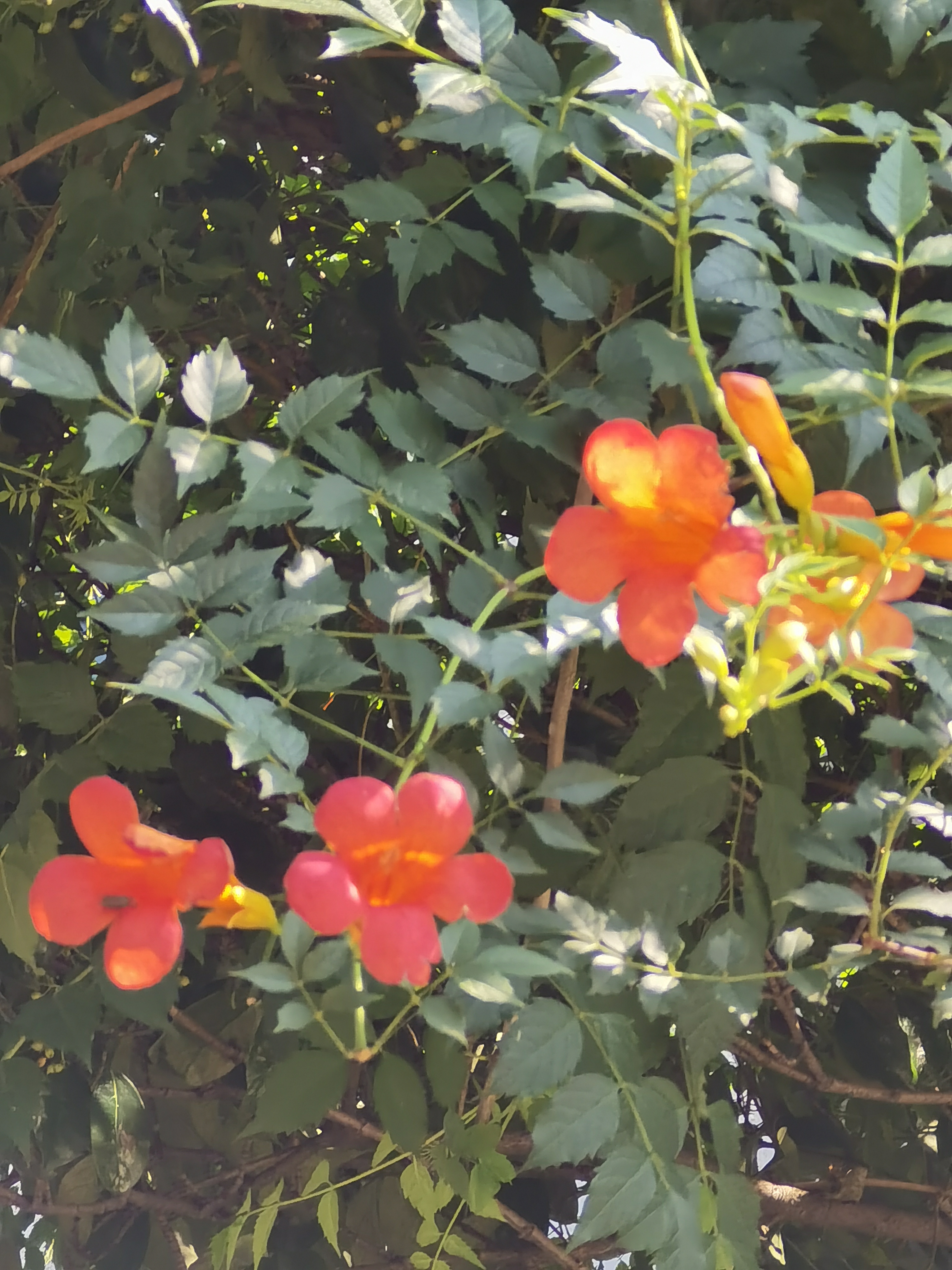 随手拍花草# 绚丽的凌霄花 年轻时读现代诗人舒婷的《致橡树》,"绝不