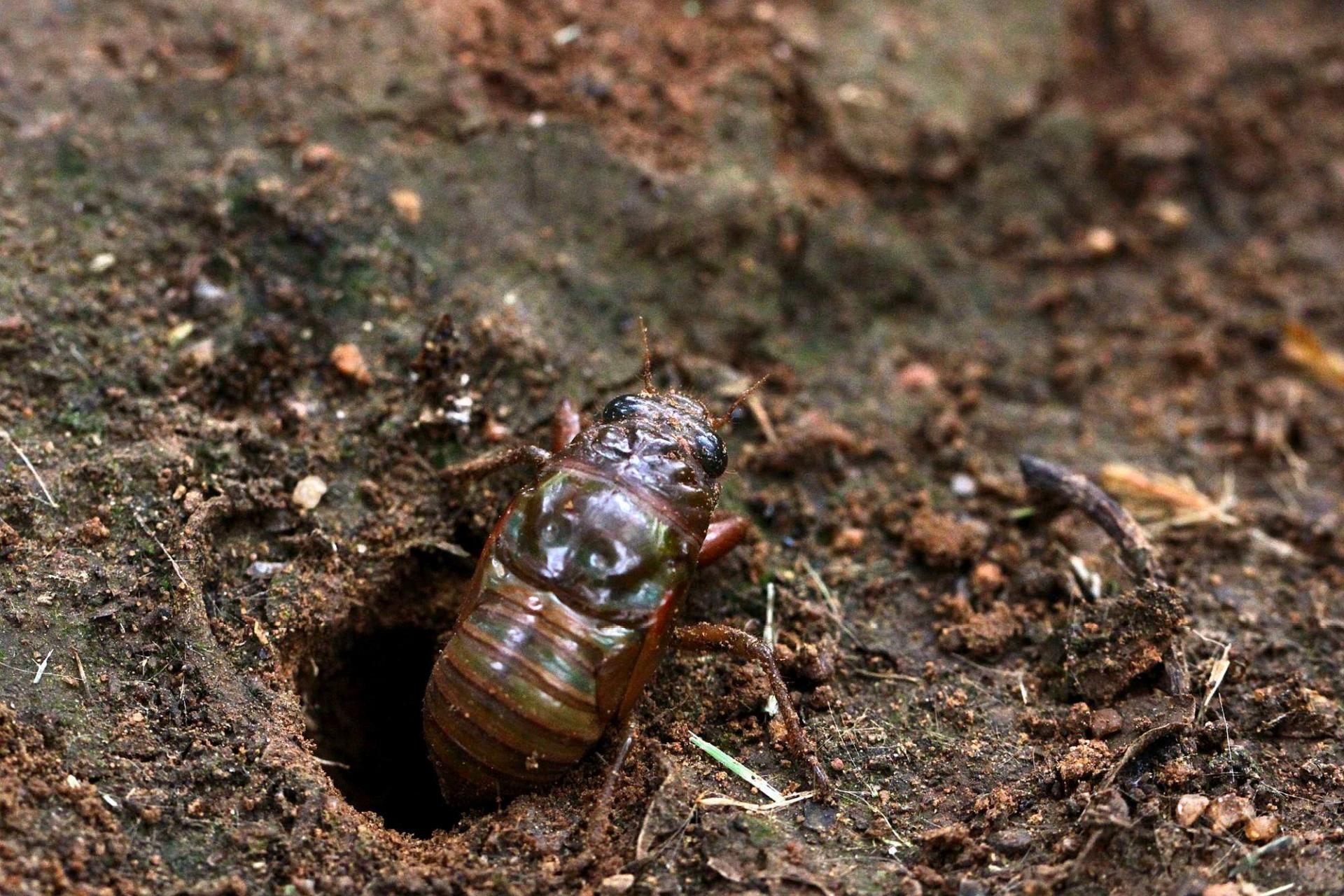 民工甲 咏蝉 www.52shici.com 诗词吾爱网