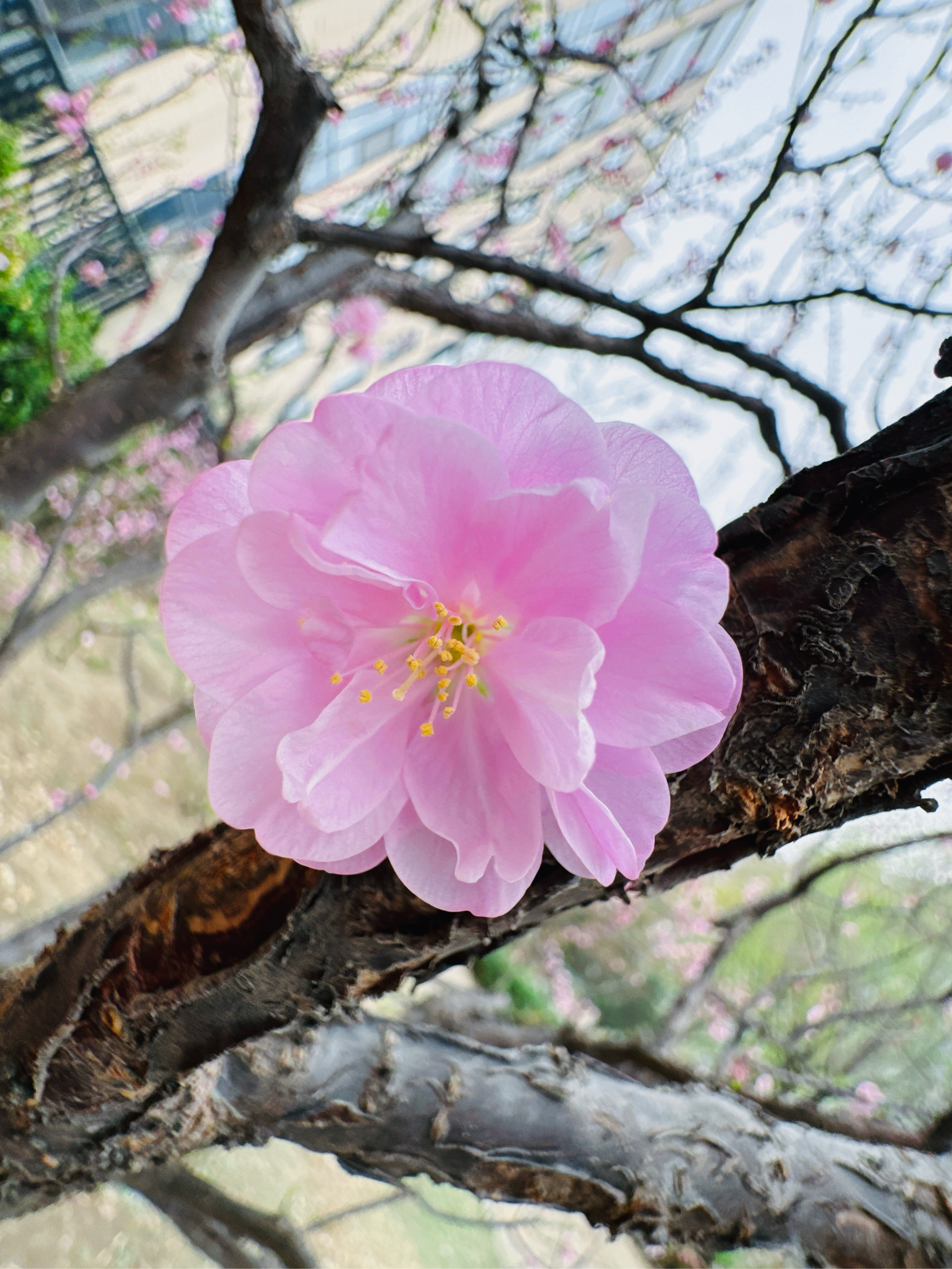 春日的樱花