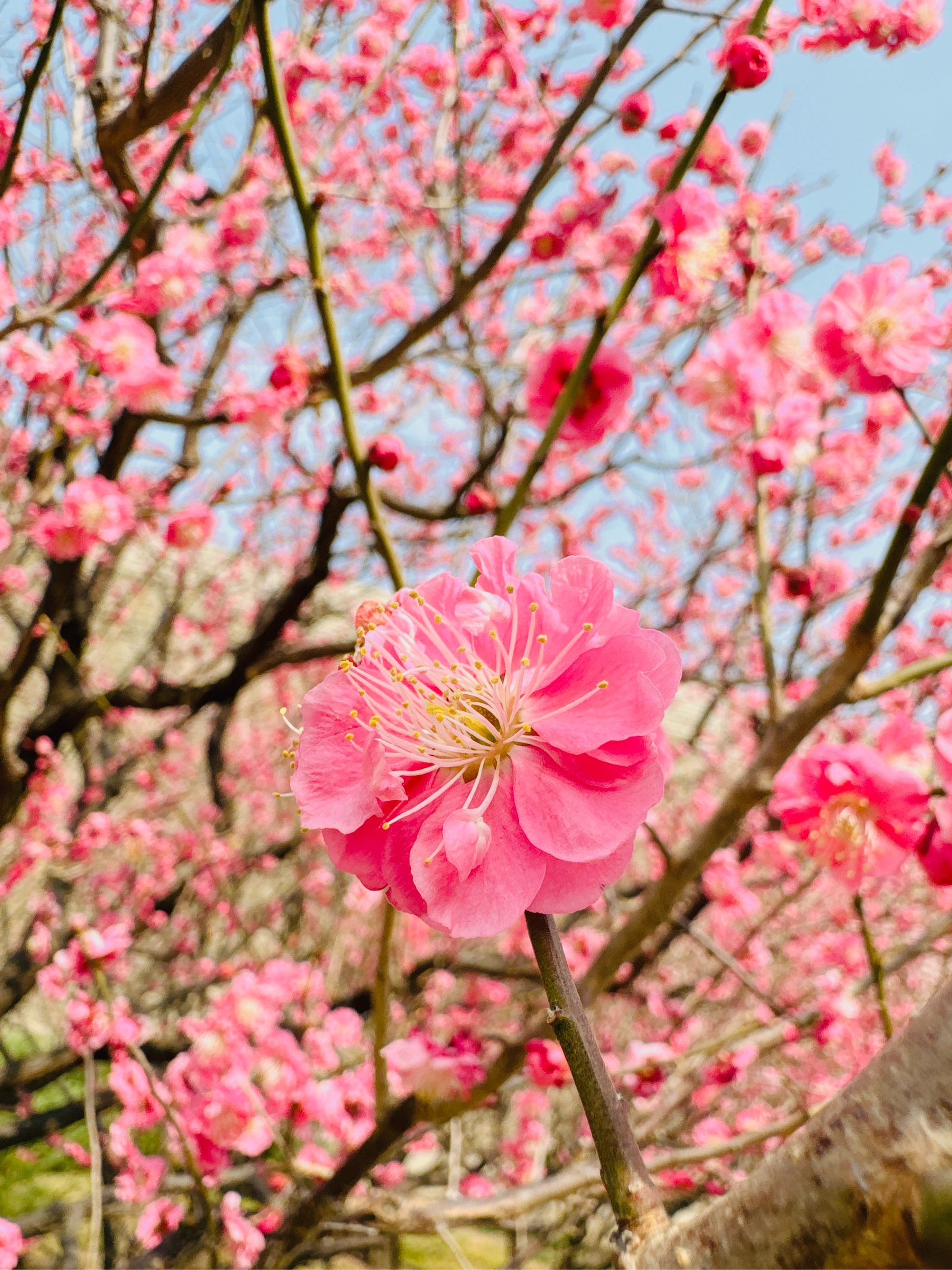 淡粉色梅花树品种图片