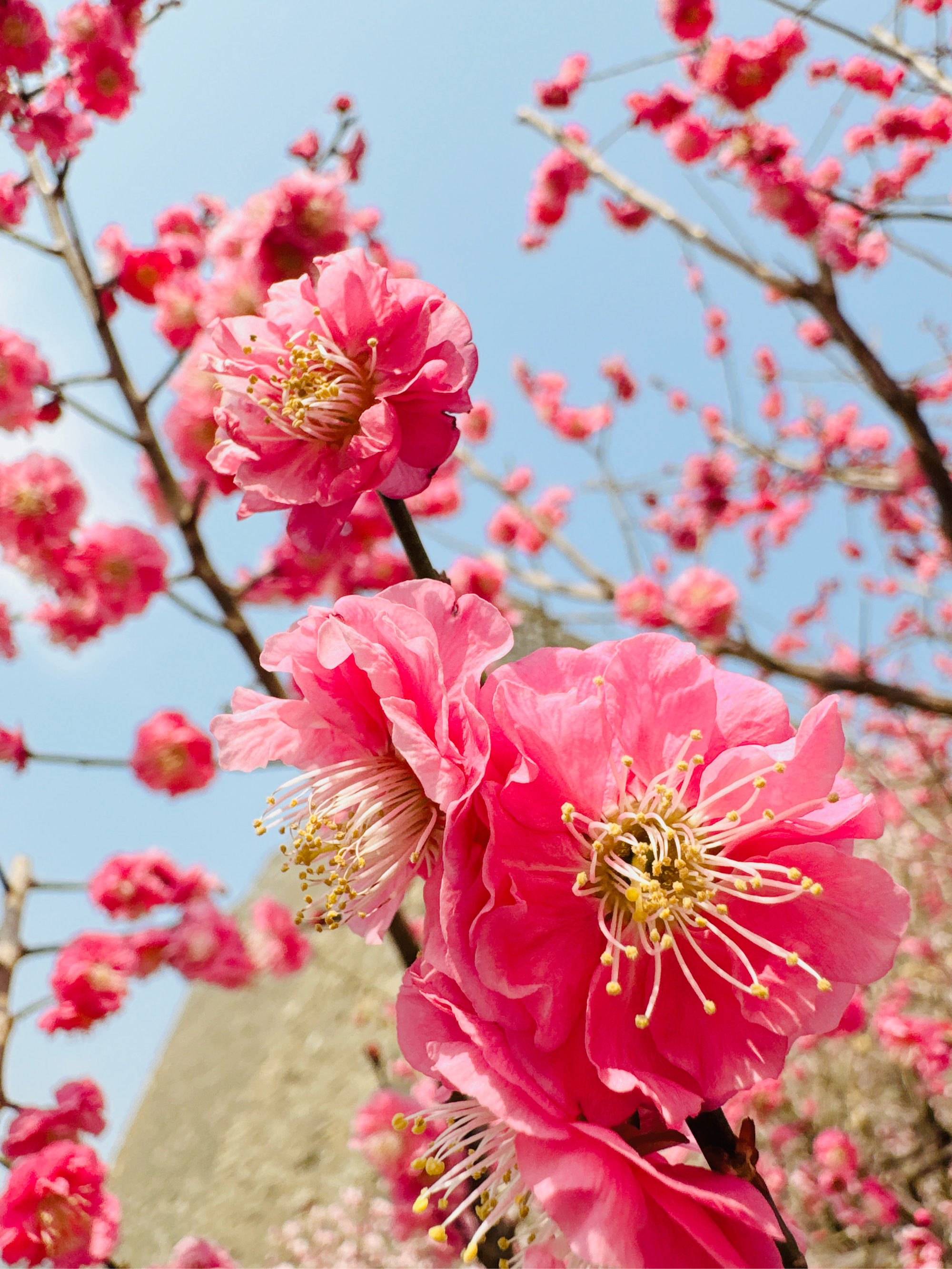 淡粉色梅花树品种图片