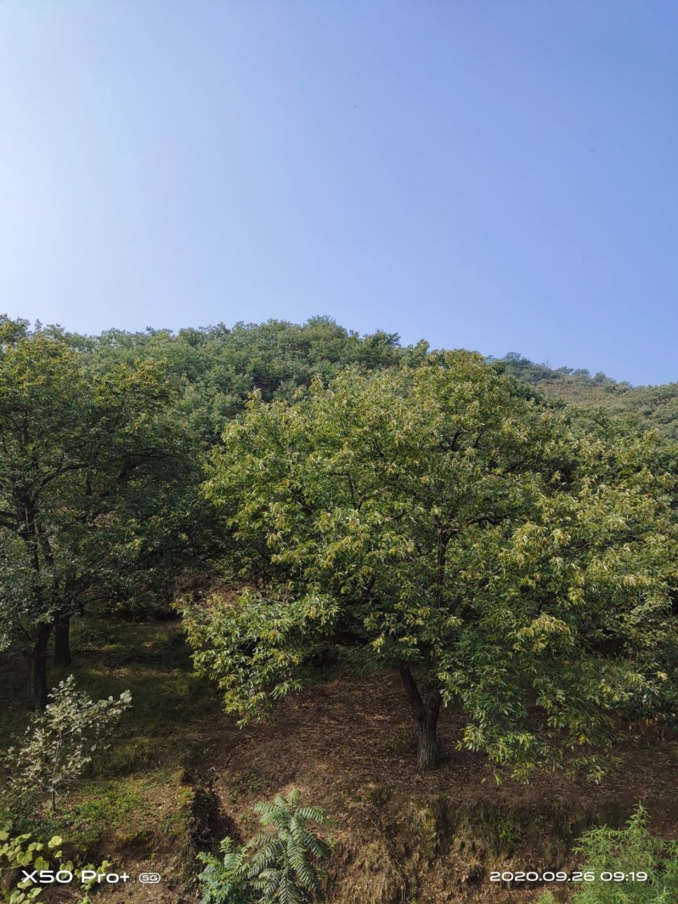 漏尽通就是断欲.