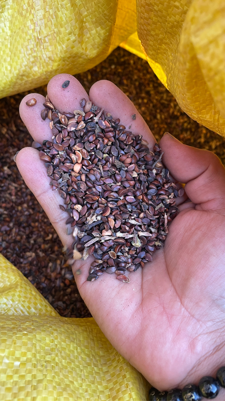 云南滇橄榄种子260 元一公斤,包邮