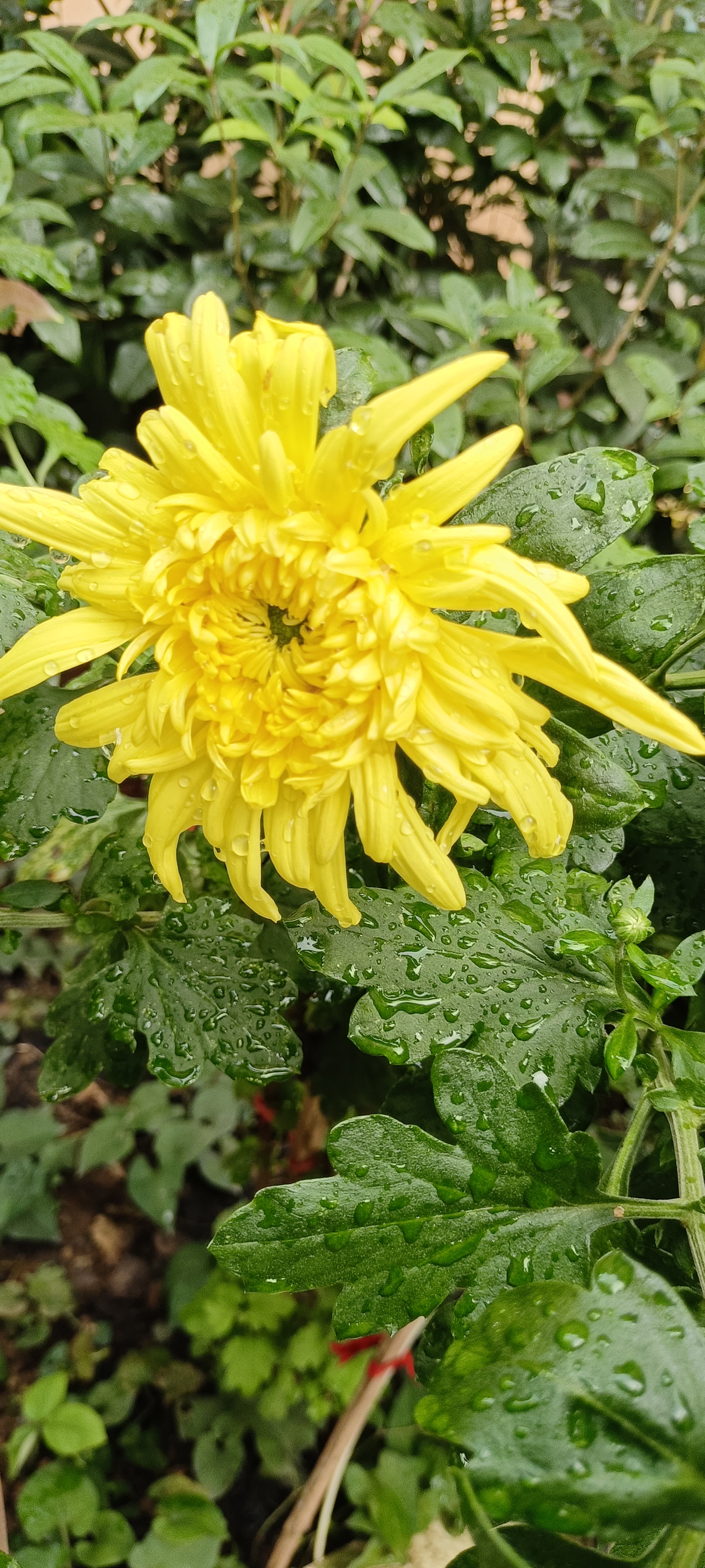 雨中菊花图片