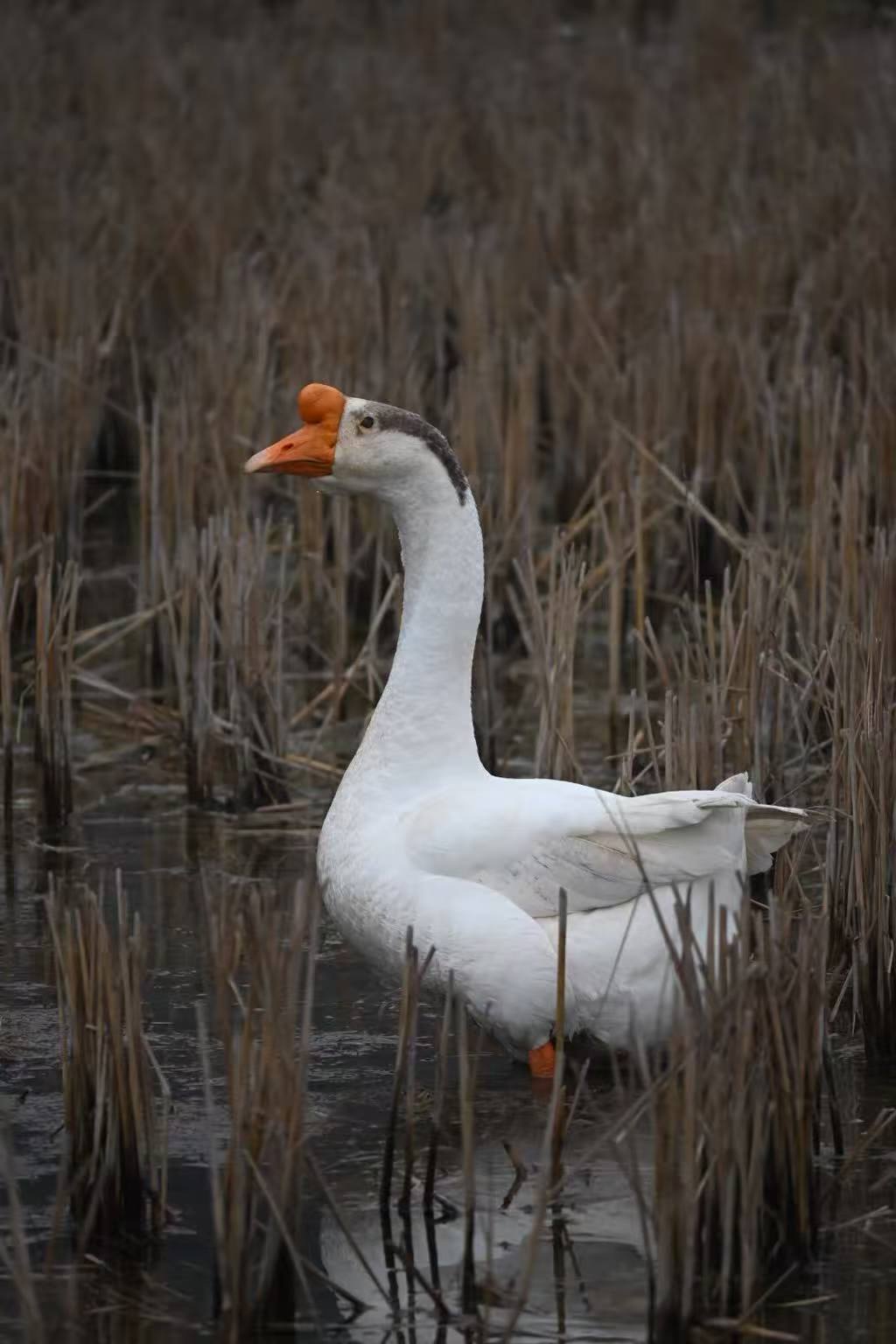 你喜欢这只鹅吗为什么