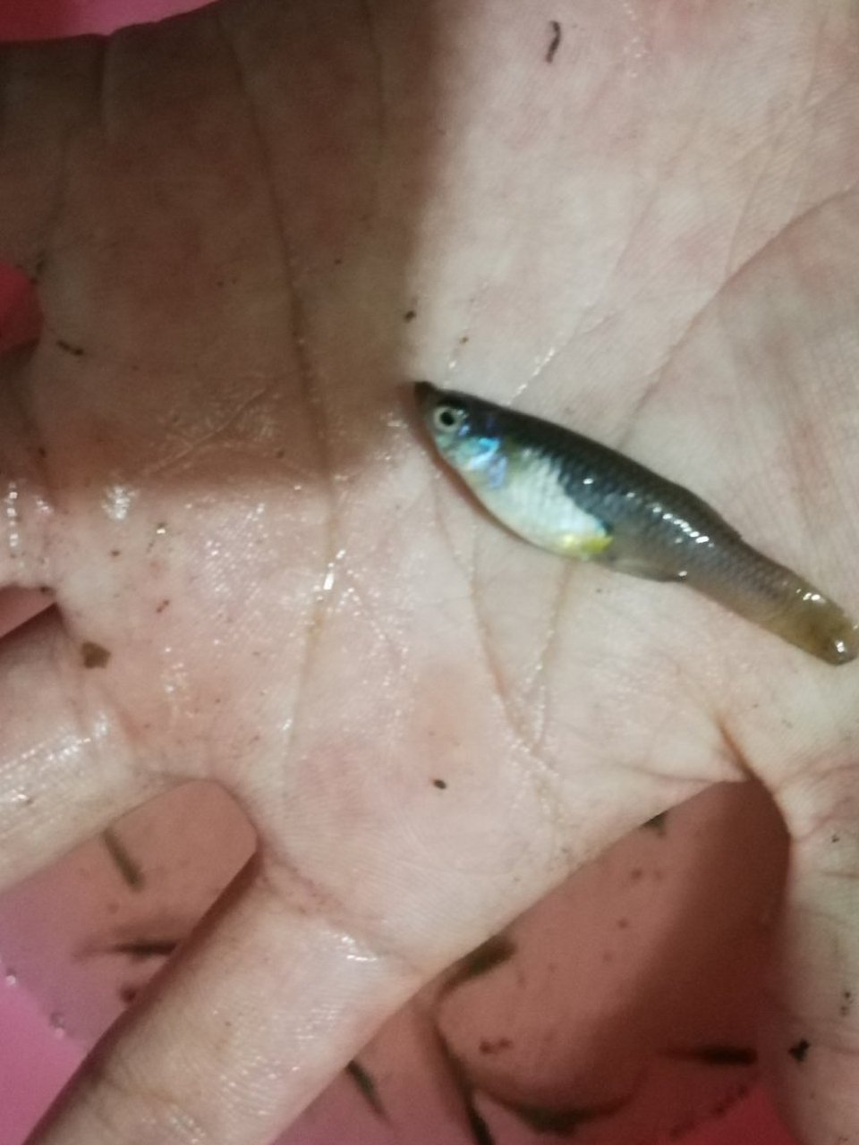 这是青鱂还是食蚊鱼?