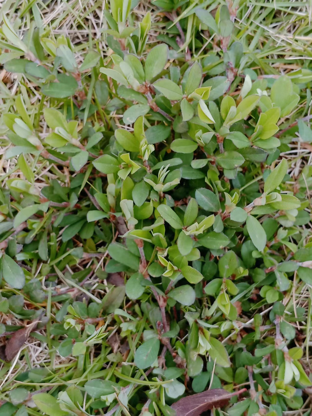 牛黄草植物图片图片