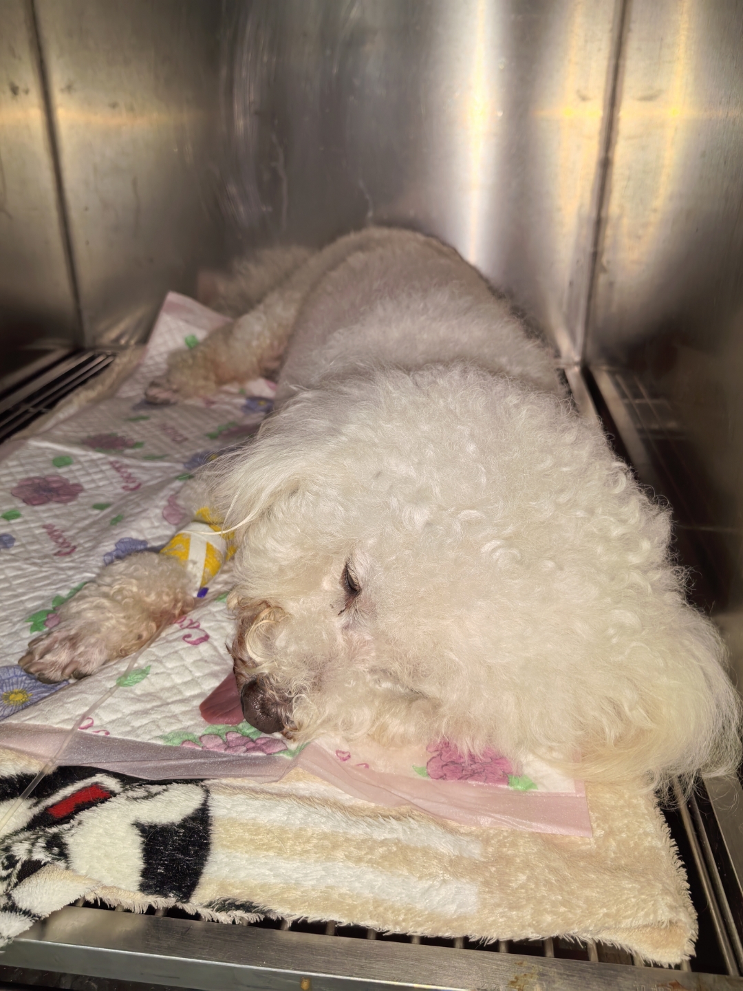 8岁比熊公犬,吃牙签牛肉,连牙签一起吃下,主人观察3天,状态越来越差