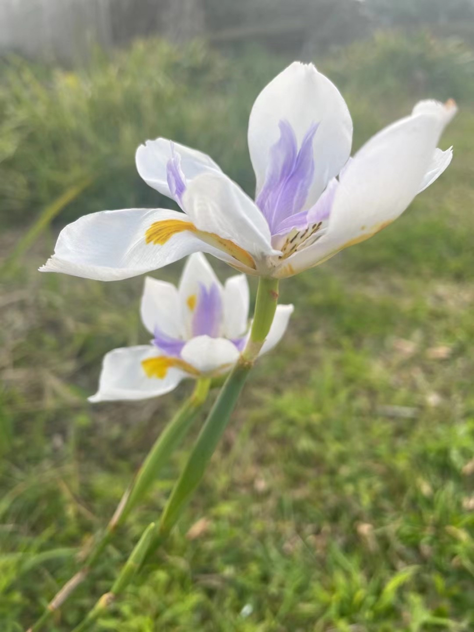 曹 寅《冬兰 冬草漫寒碧,幽兰亦作花 清如辟谷士,瘦似琢诗家.