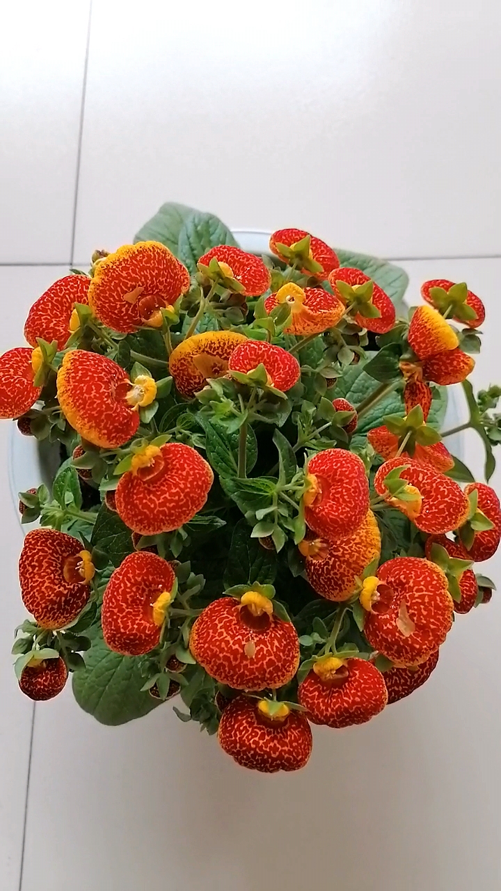 荷包花属于低温花卉,耐冷不耐热.最佳播种时间 八月初至九月末.