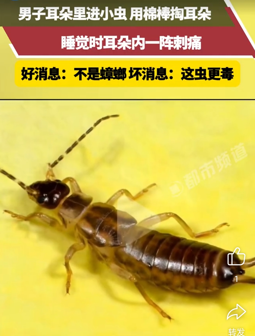 这种小虫比蟑螂还毒这些习惯赶紧改 男子熟睡时蟑螂爬进耳朵里