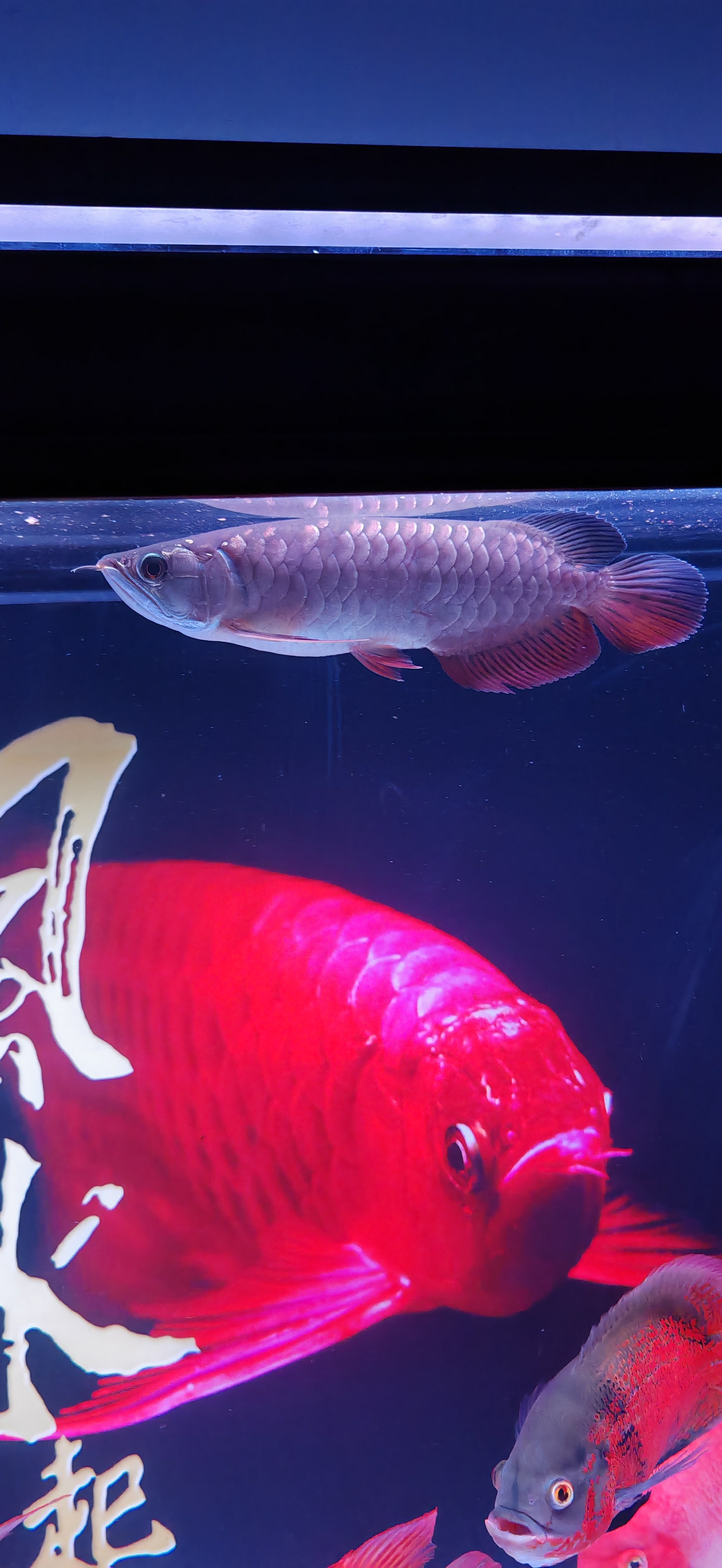 号半还是红龙,求鉴别