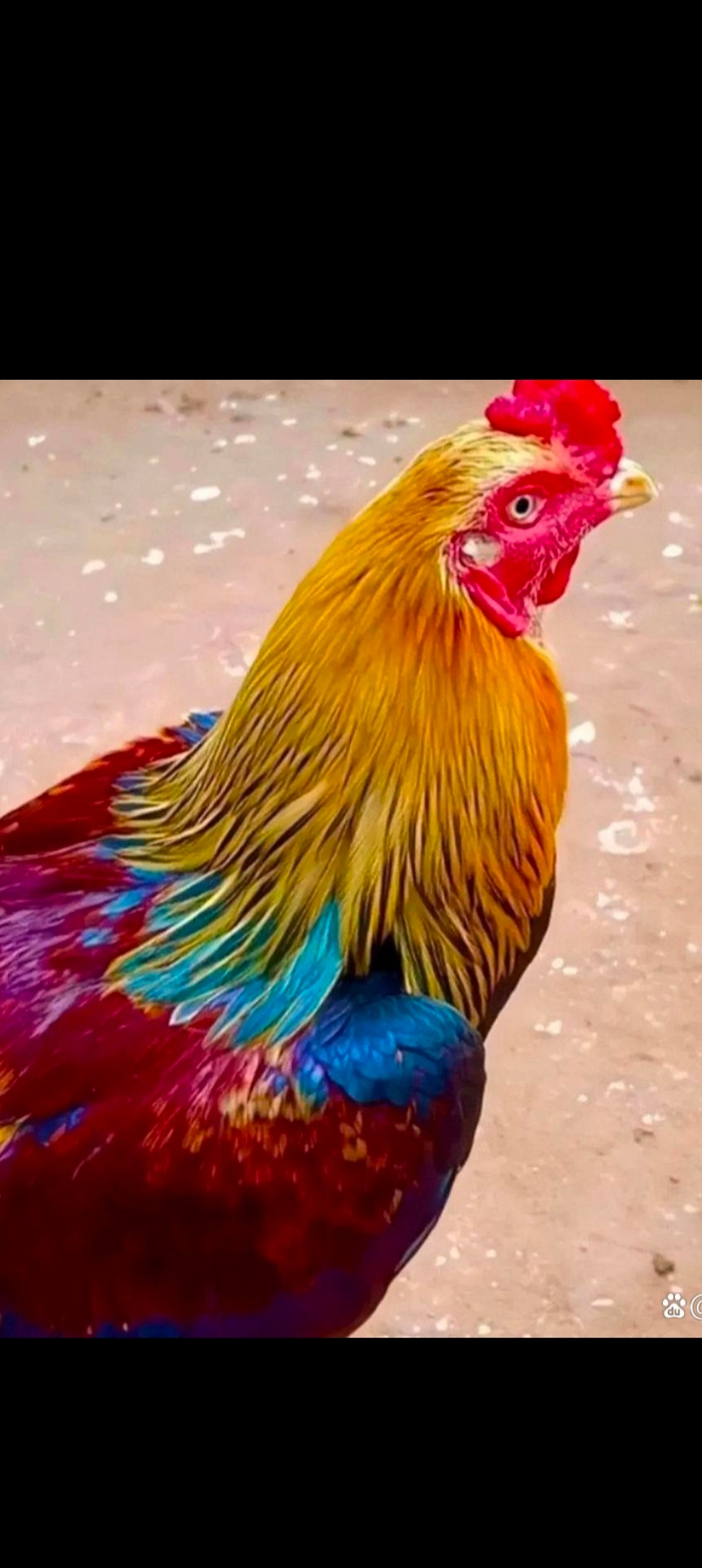 今天奶奶在集市上花了200买的,大公鸡这身五颜六色上的色彩真像传说中