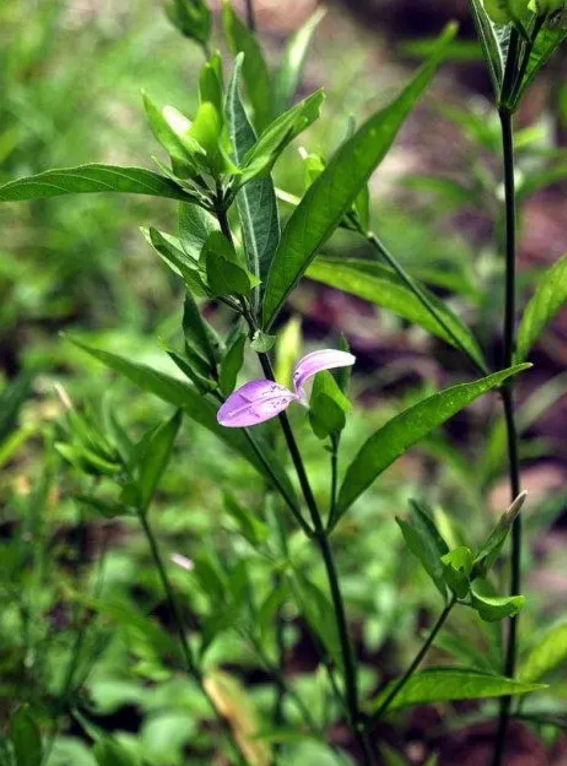 《九节蓠》 别名:九头狮子草,野黄散,项开口,辣叶青药.