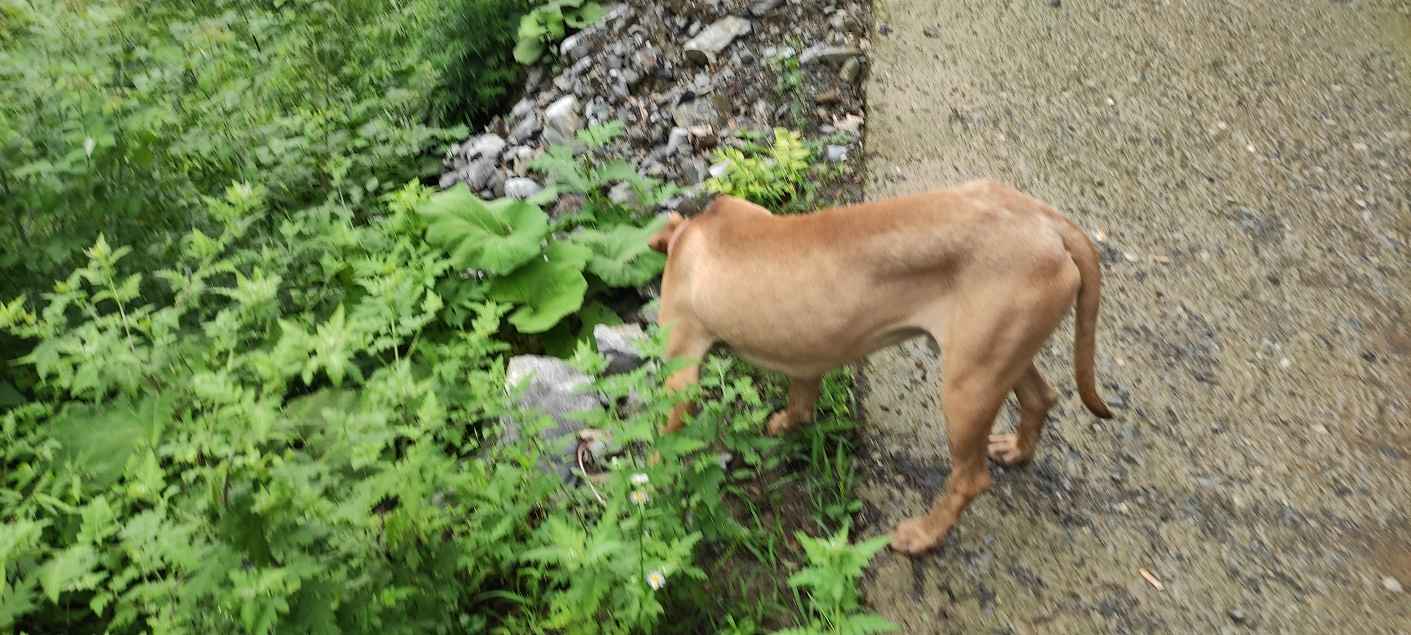 拉布拉多串马犬图图片