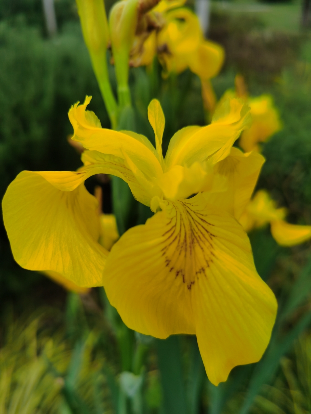在爱情里面,鸢尾花代表恋爱使者,鸢尾的花语是长久思念
