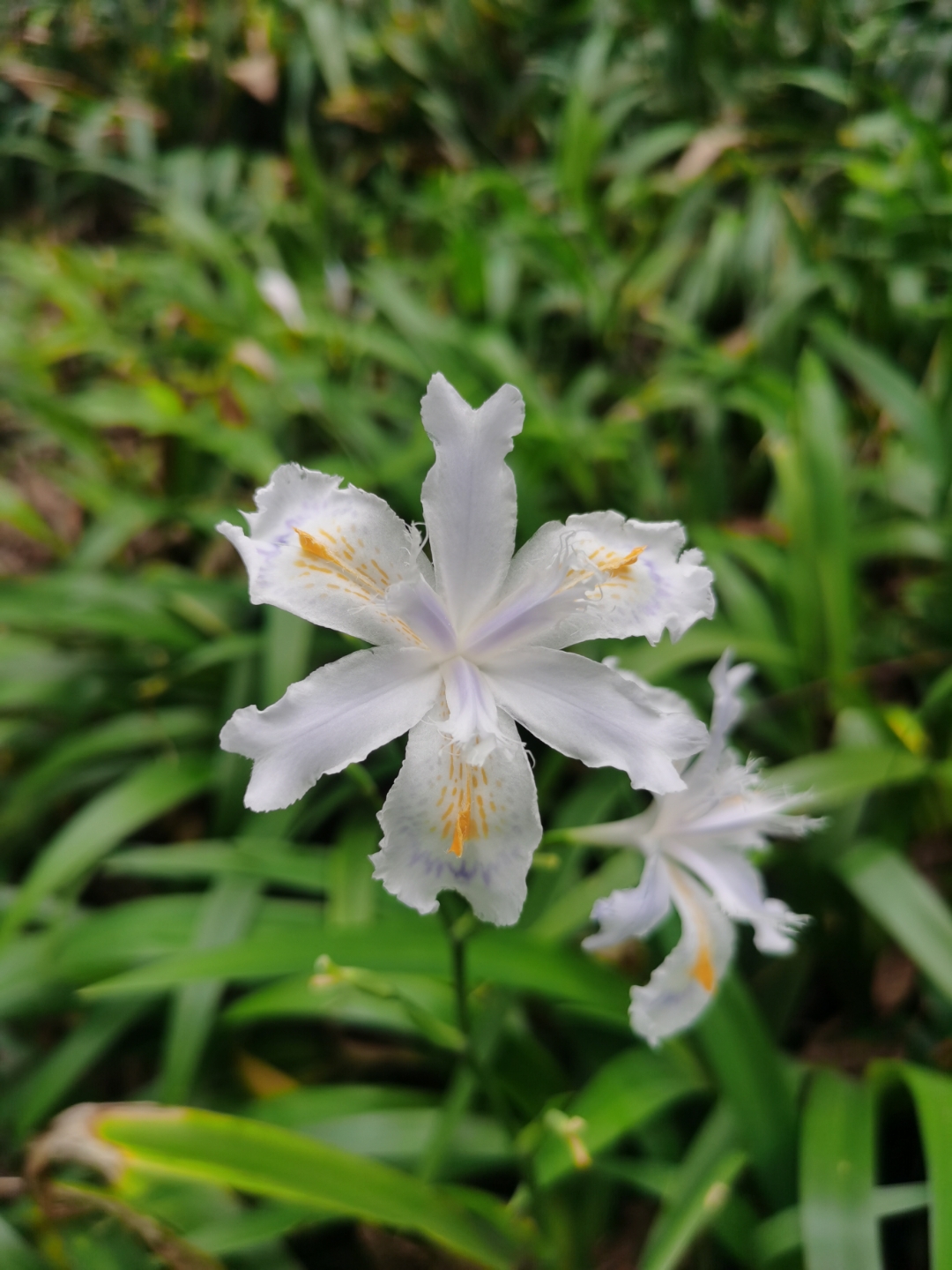 在爱情里面,鸢尾花代表恋爱使者,鸢尾的花语是长久思念