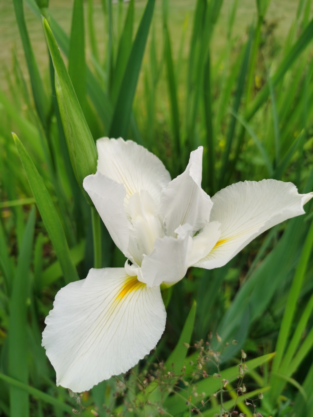 在爱情里面,鸢尾花代表恋爱使者,鸢尾的花语是长久思念