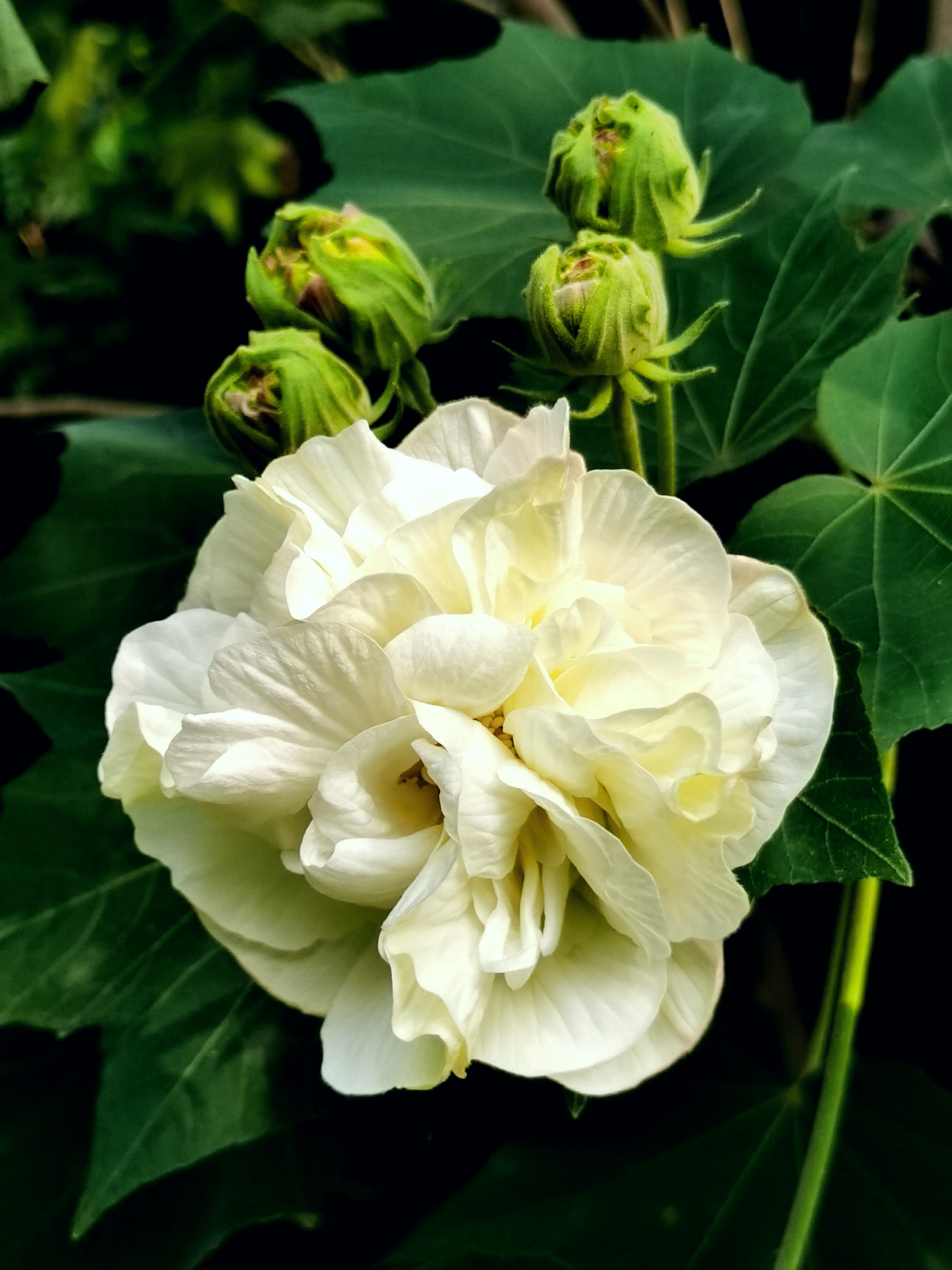 金秋十月芙蓉花开醉蓉城