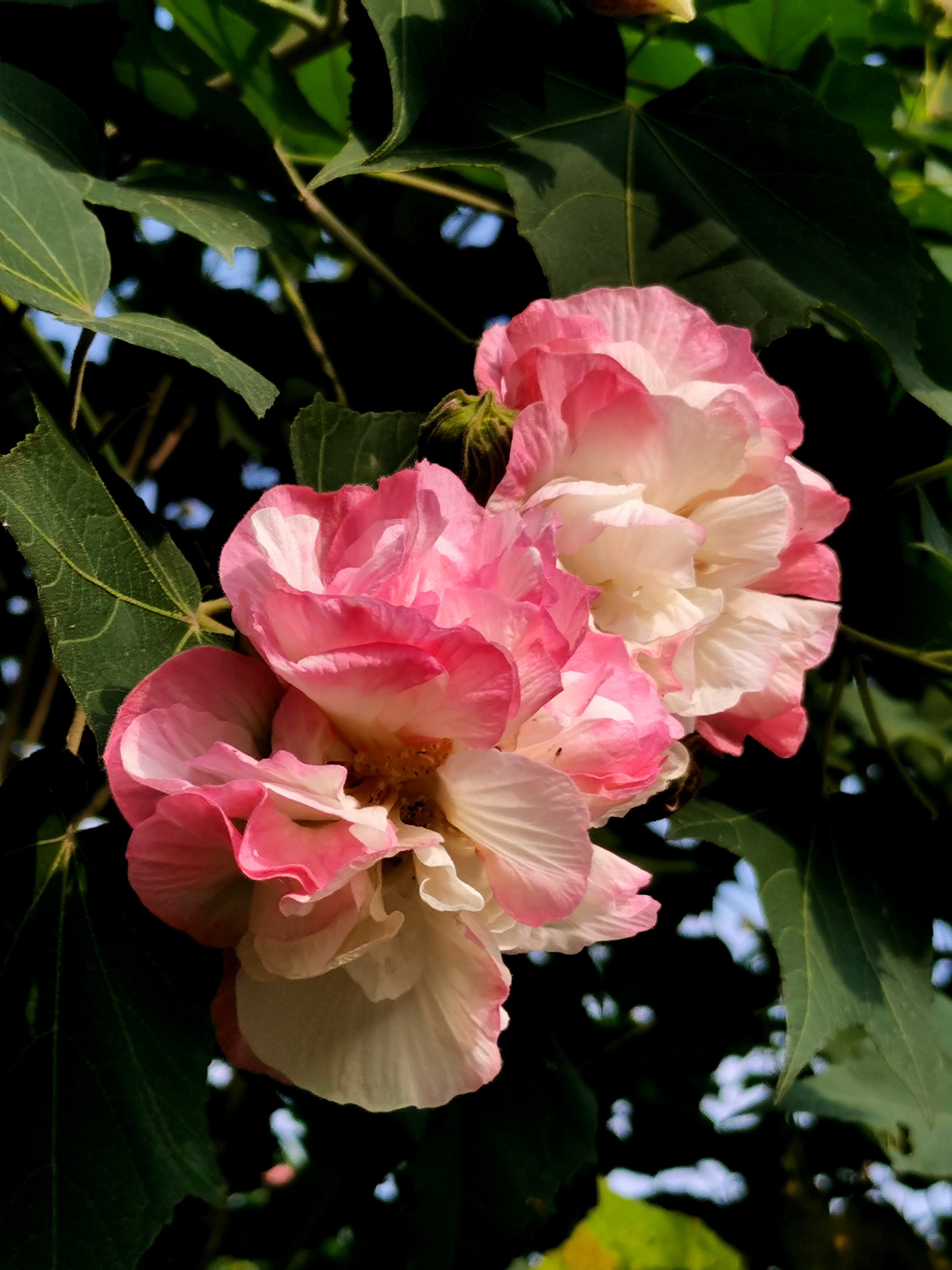金秋十月芙蓉花开醉蓉城