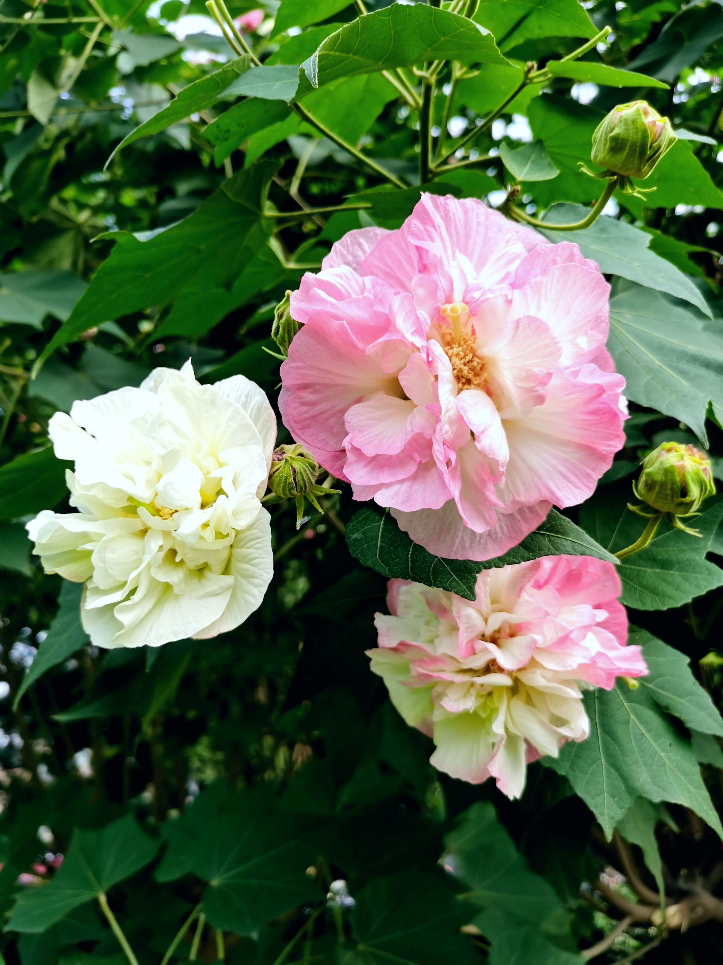 金秋十月芙蓉花开醉蓉城
