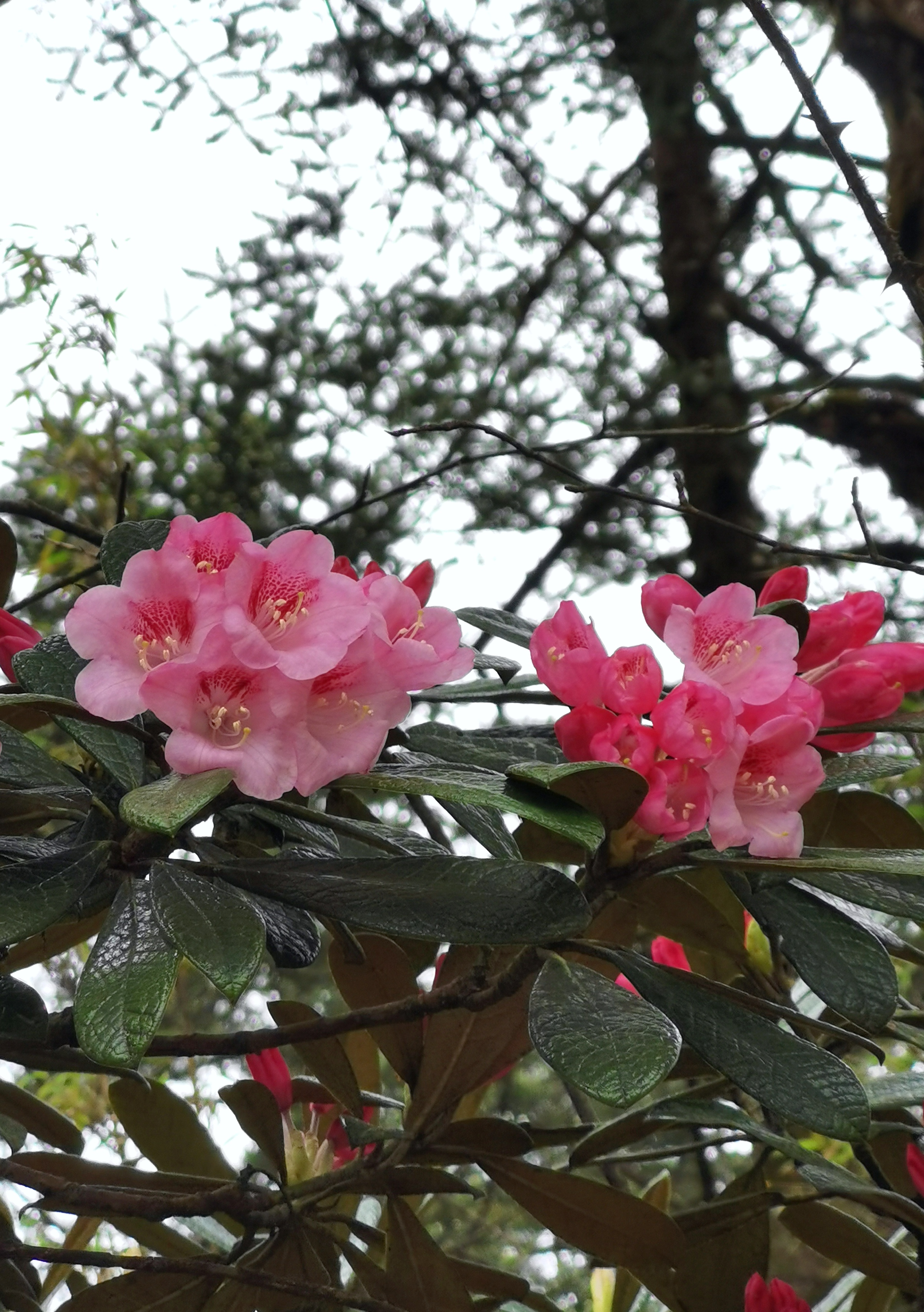 四川洪雅瓦屋山初夏最后的杜鹃花.#记录旅行中最美的风景