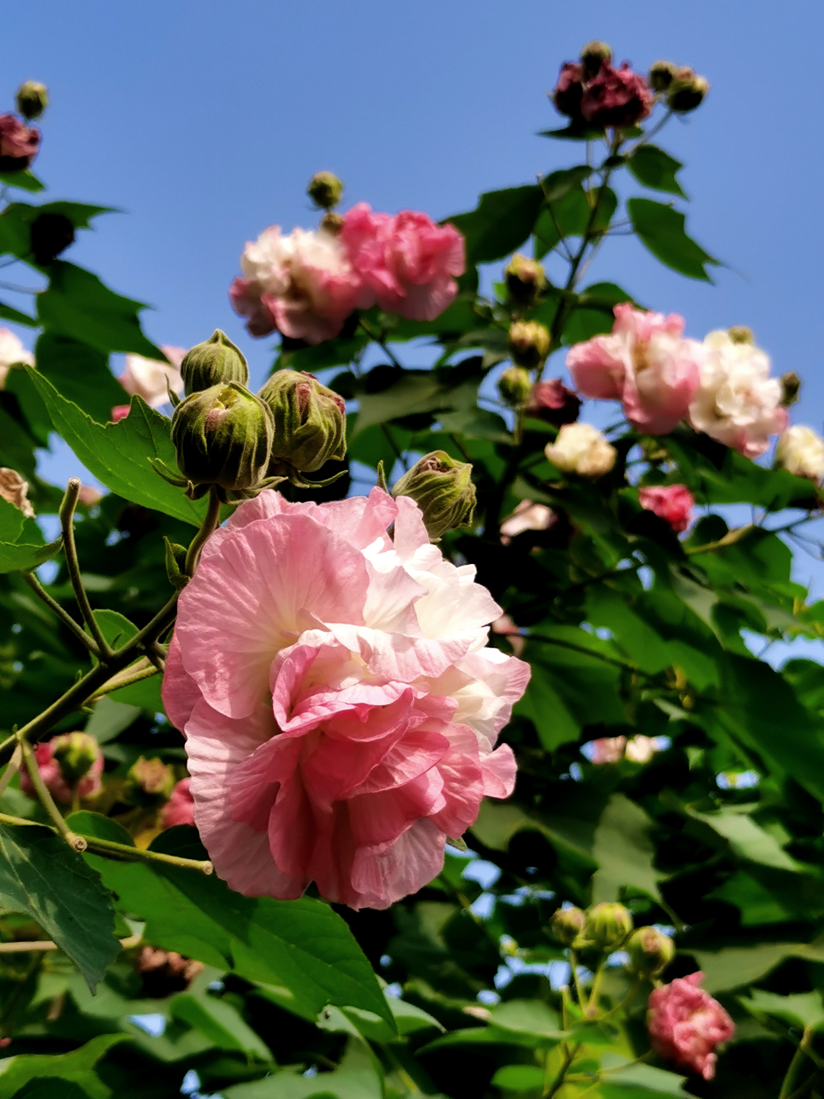 金秋十月芙蓉花开醉蓉城