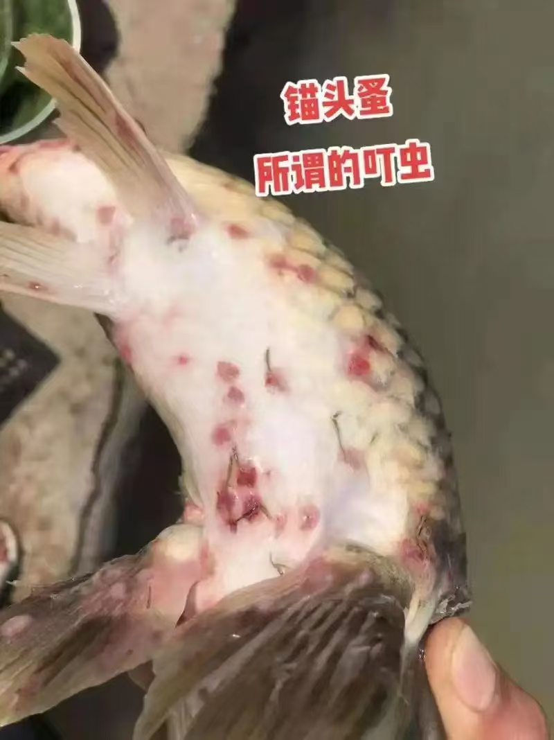鱼体外寄生虫鲤鱼有虫子图片大全锦鲤常见寄生虫图片水螅感染鲟鱼子