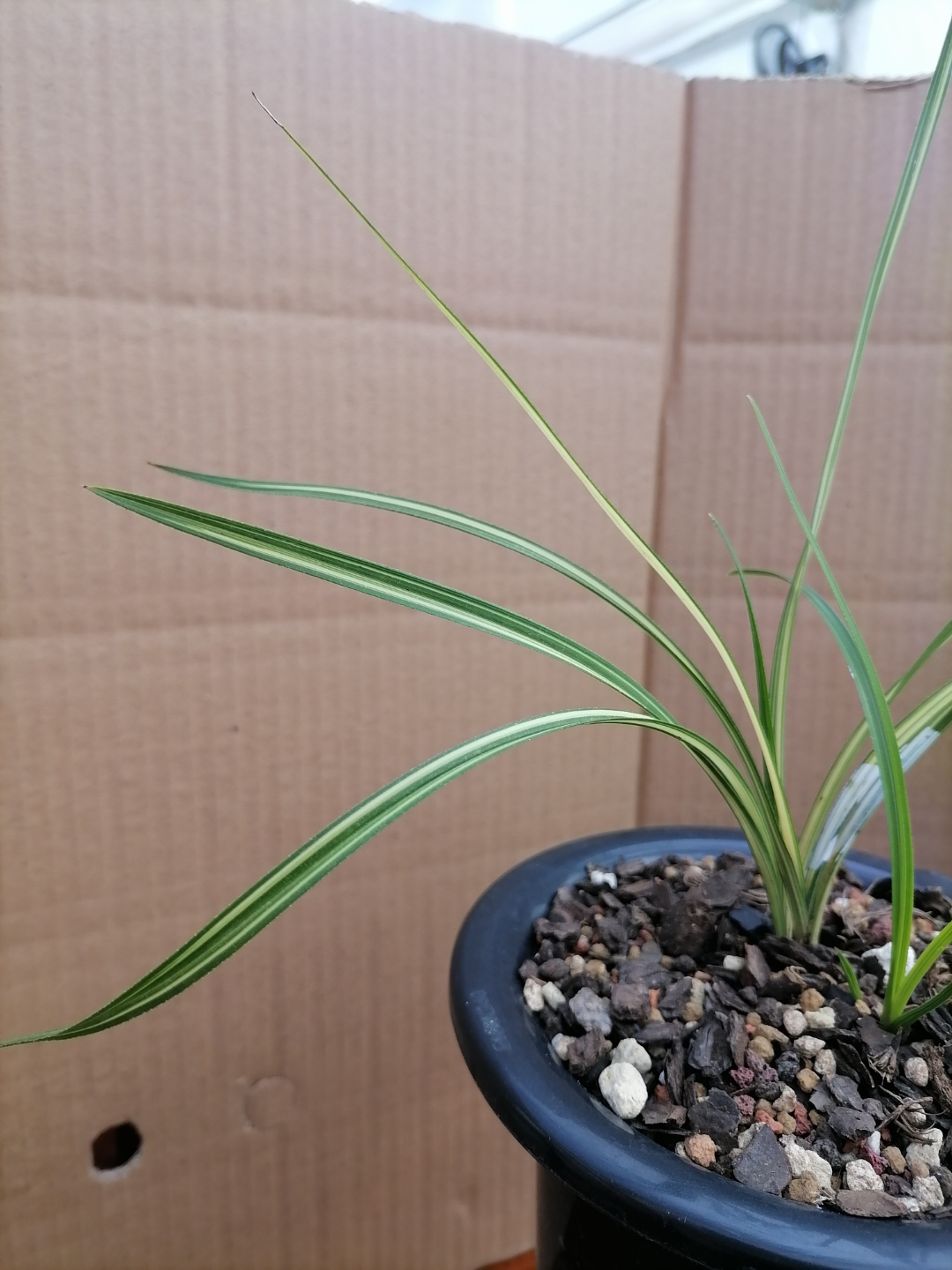 蕙兰木纹宽边大帽丝中透