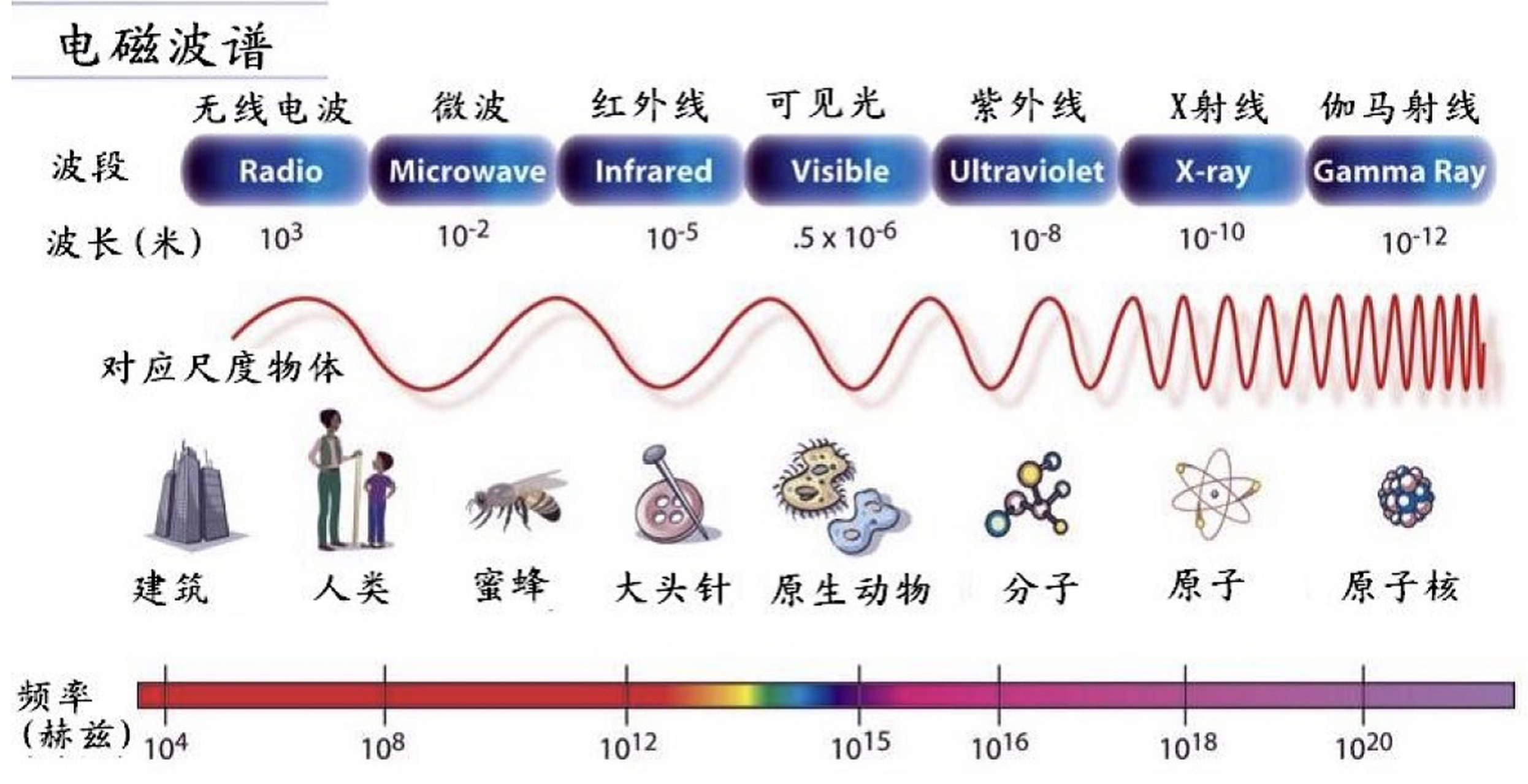 电磁波谱的排列顺序图图片