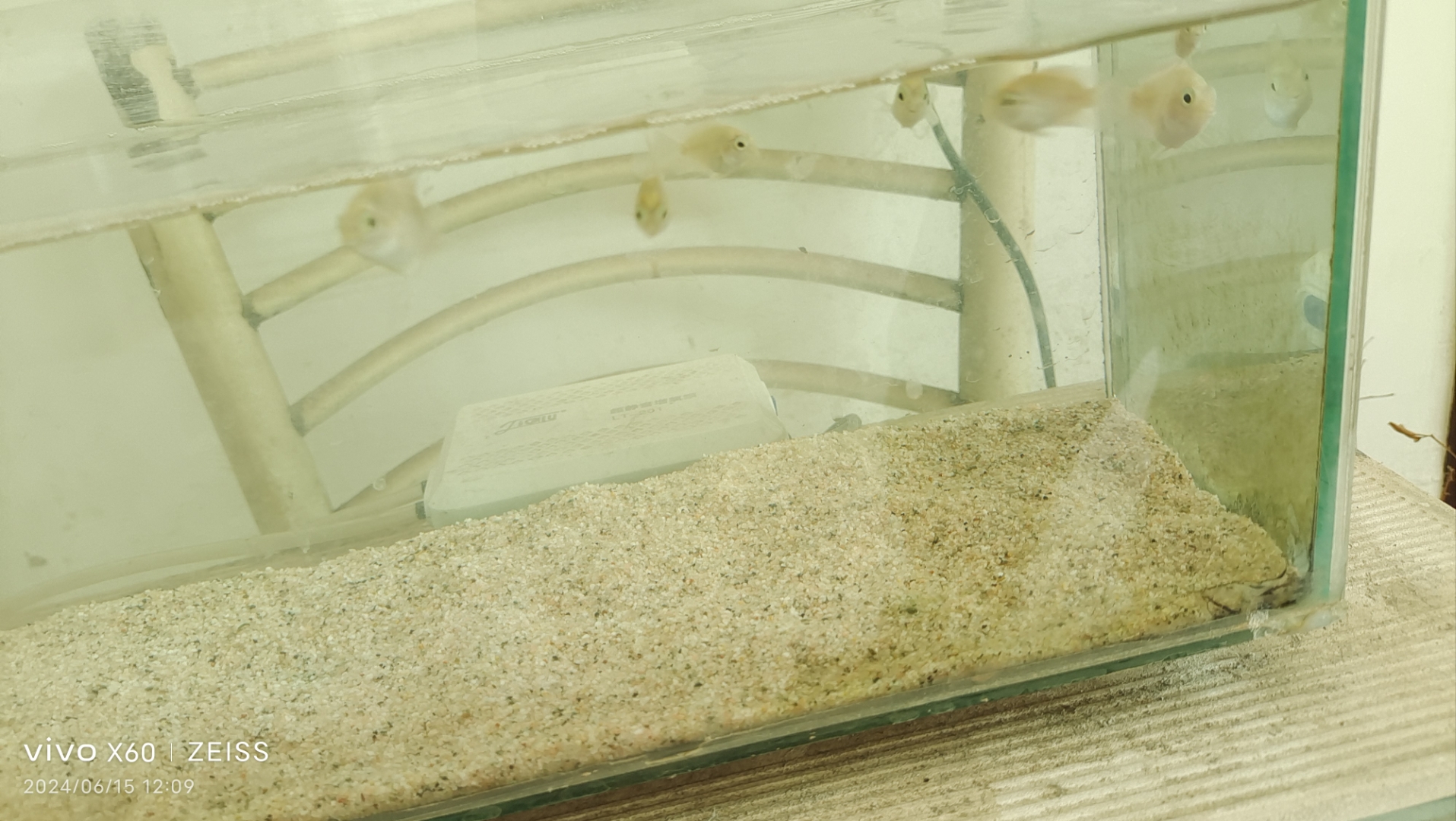 迷你鹦鹉鱼小鱼苗