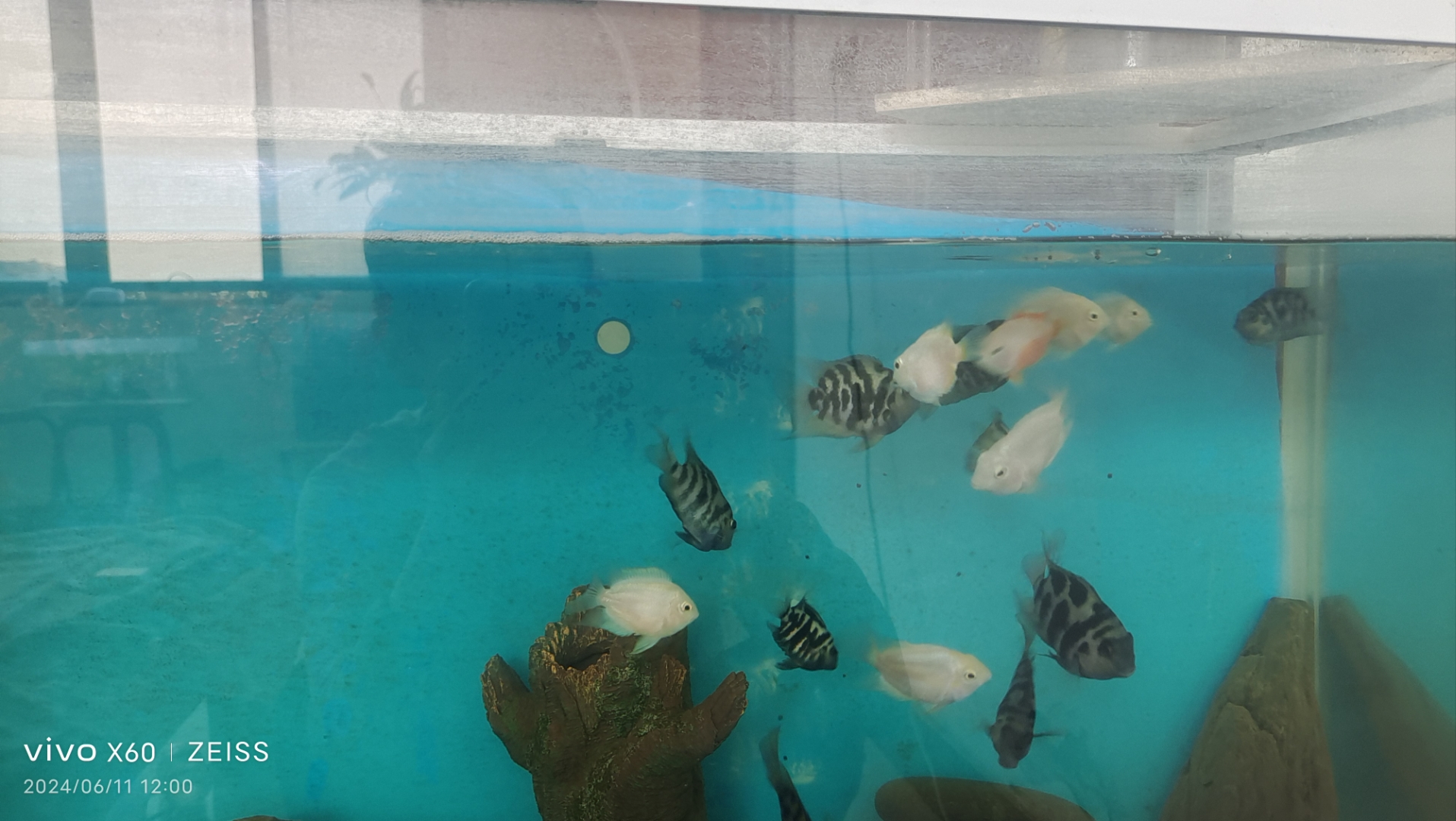 梦幻水族箱,解锁神秘海底世界!