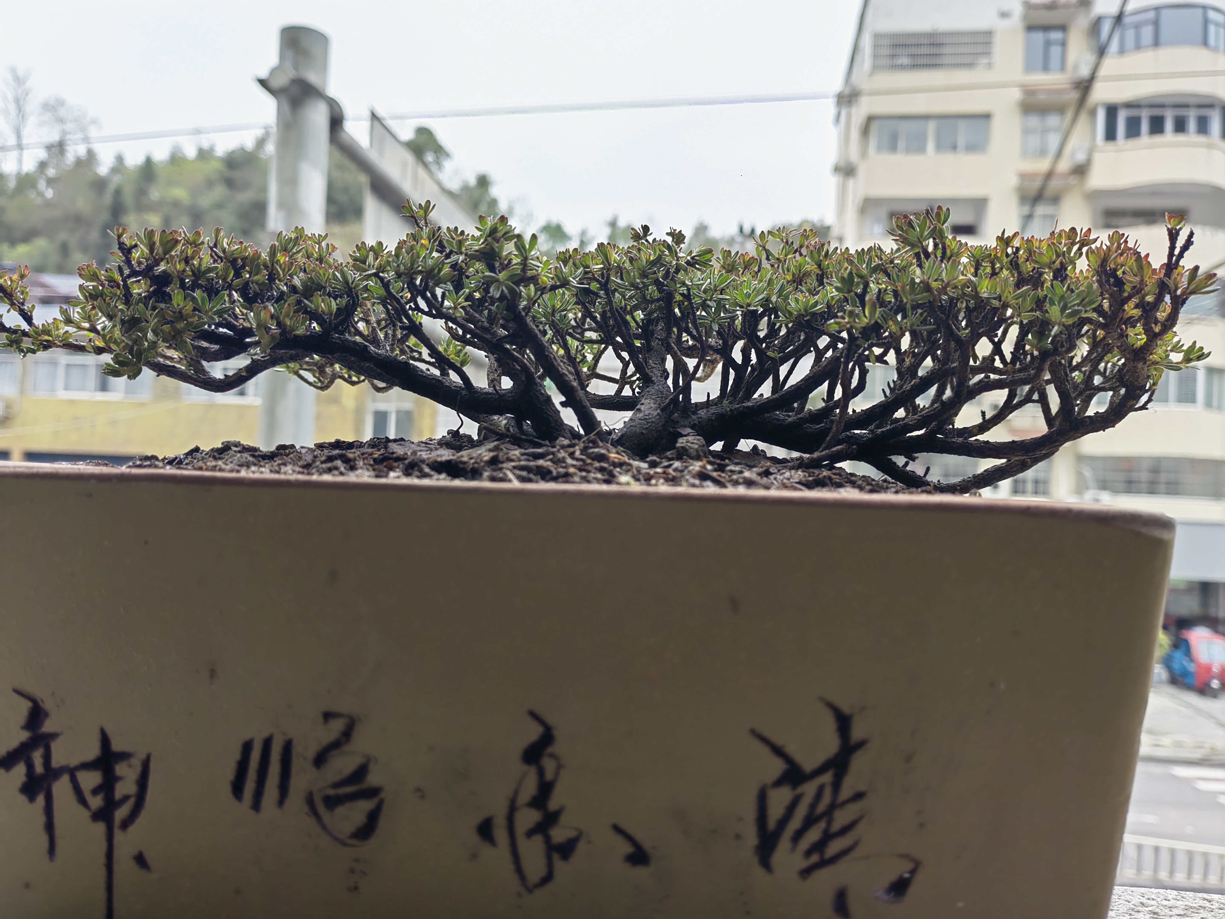 橙黄米叶瑞香,盆景中的天花板