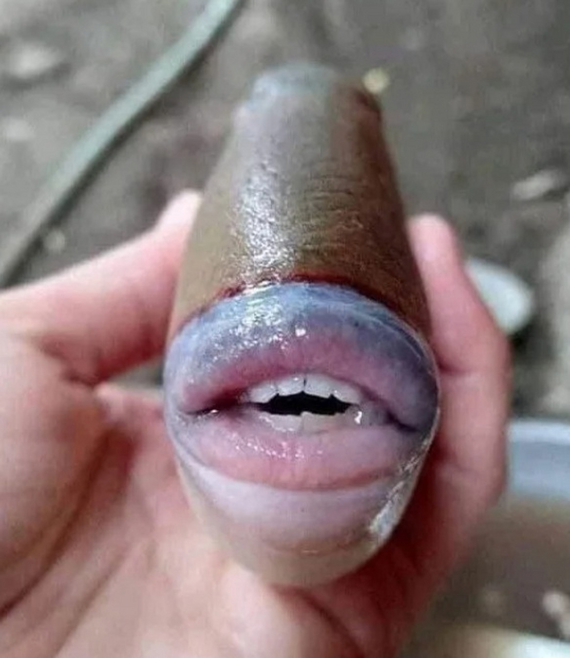 渔夫钓到一条长得像人的嘴唇和牙齿的鱼,并在网上发布了一张照片.