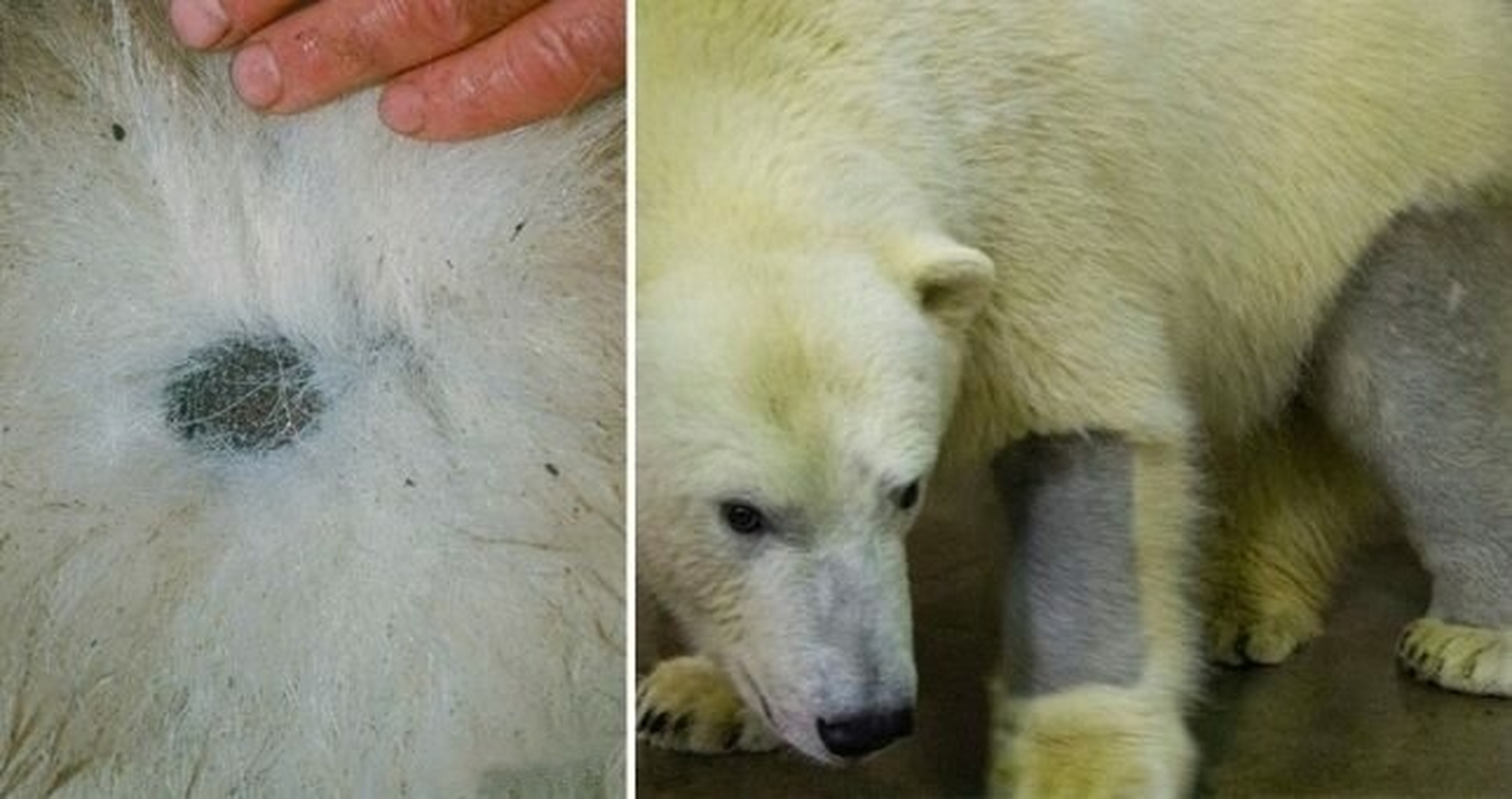 如果你问任何人关于北极熊的颜色,答案只有一个"白色",但事实是北极