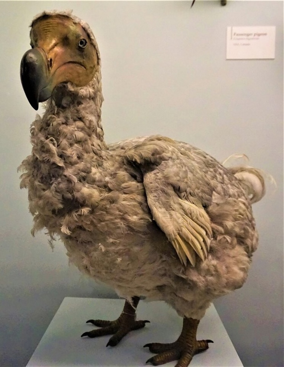 这是已经灭绝的渡渡鸟标本,它是一种不会飞的鸟类