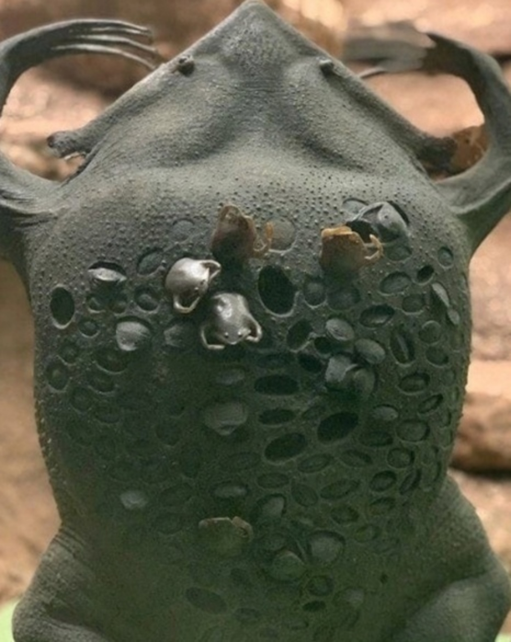 这是什么蟾蜍?密集恐惧症的人慎入.