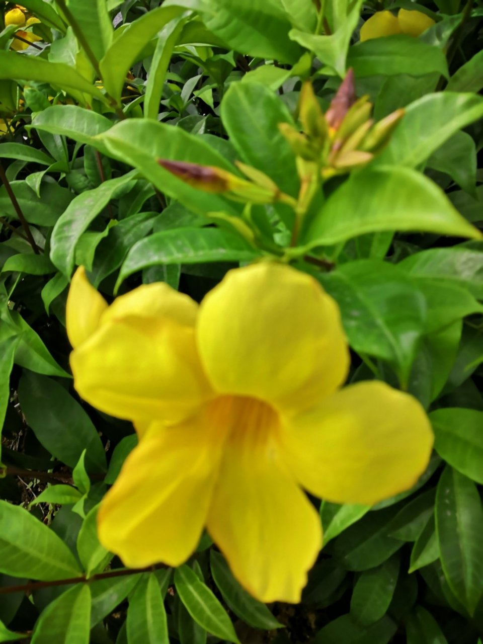 鸡蛋花的功效图片