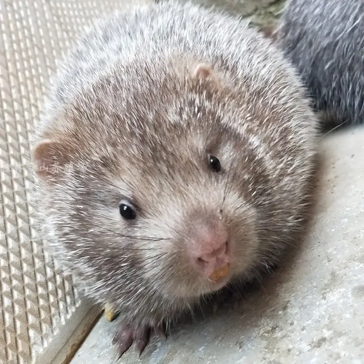 现在2024养殖竹鼠,怎么样,失业了,想养,又不知道怎么办证