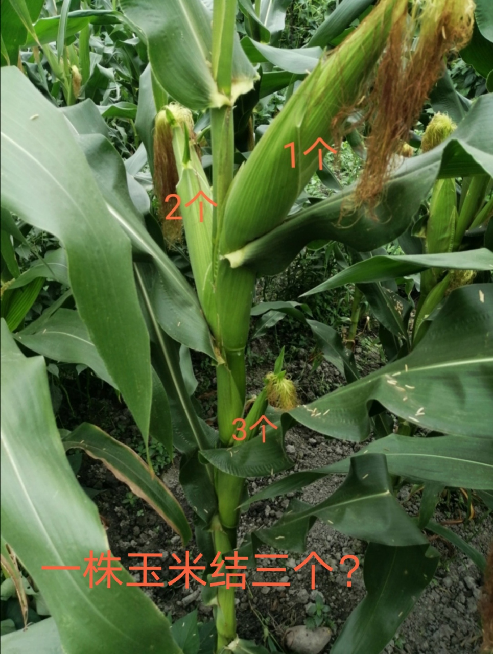 周末出去玩,路过一玉米地,突然发现一株玉米上有三个果实,感觉吃惊!