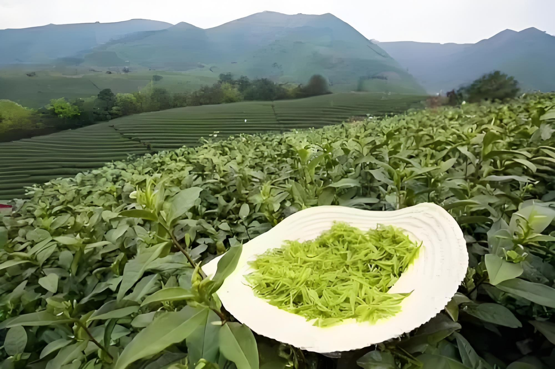 密溪云雾茶图片