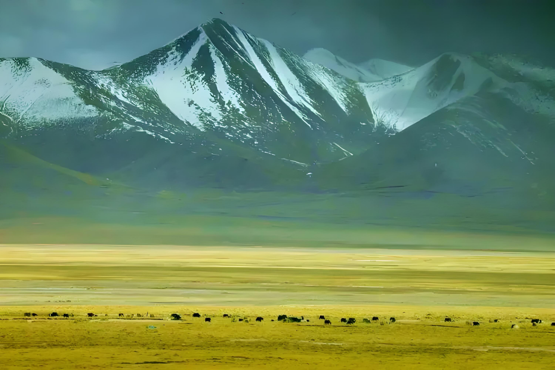 绿色的梦影:可可西里山的呼唤  在那片遥远而神秘的青藏高原上,有一座
