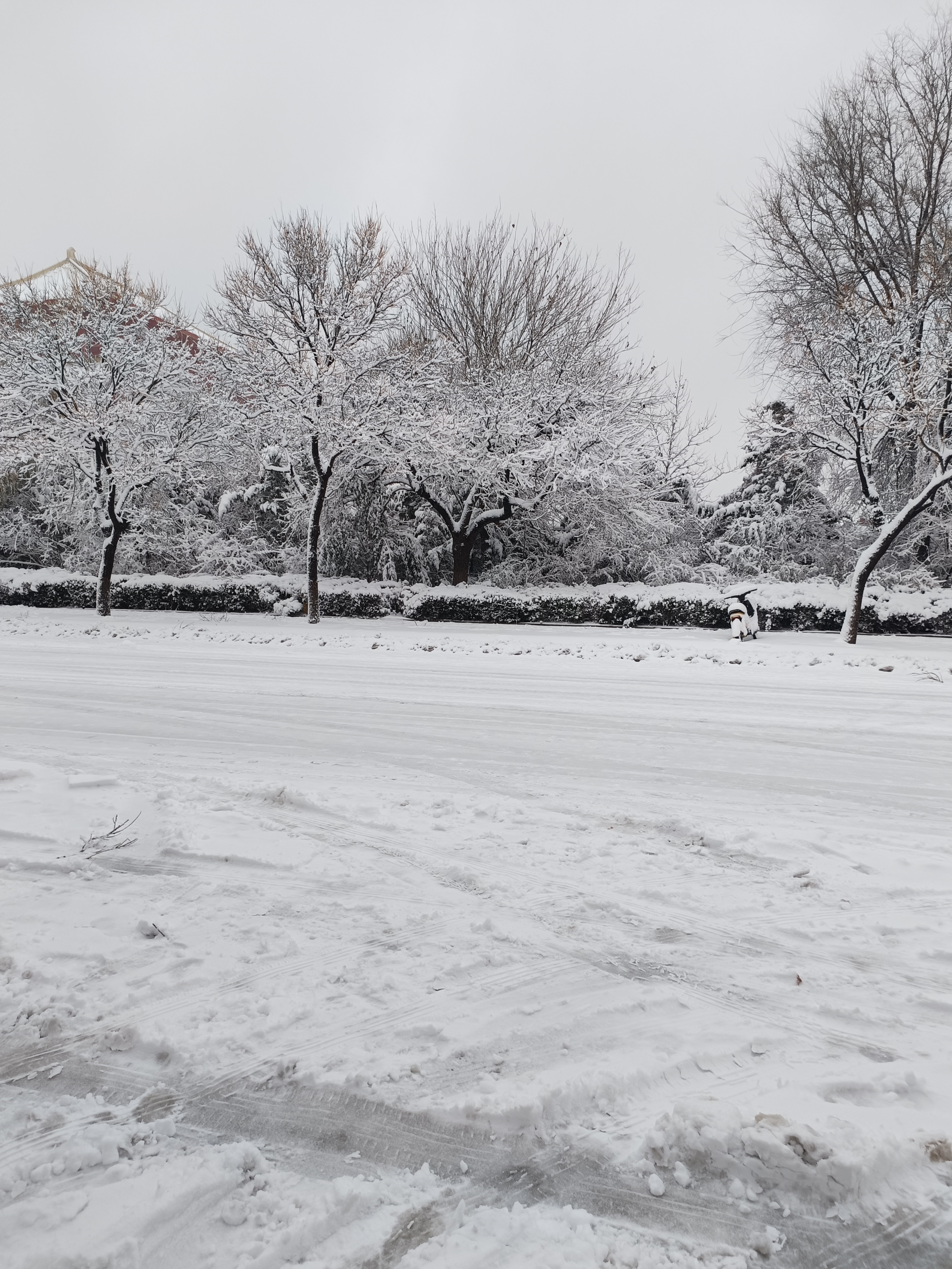 潍坊雪景图片