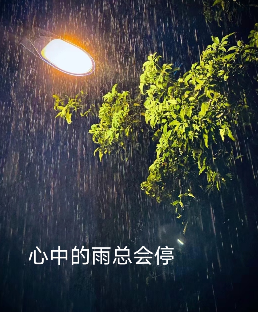 昨夜的一场雨,带来今天有点失落的心情,天空灰蒙蒙的,湿漉漉的树叶