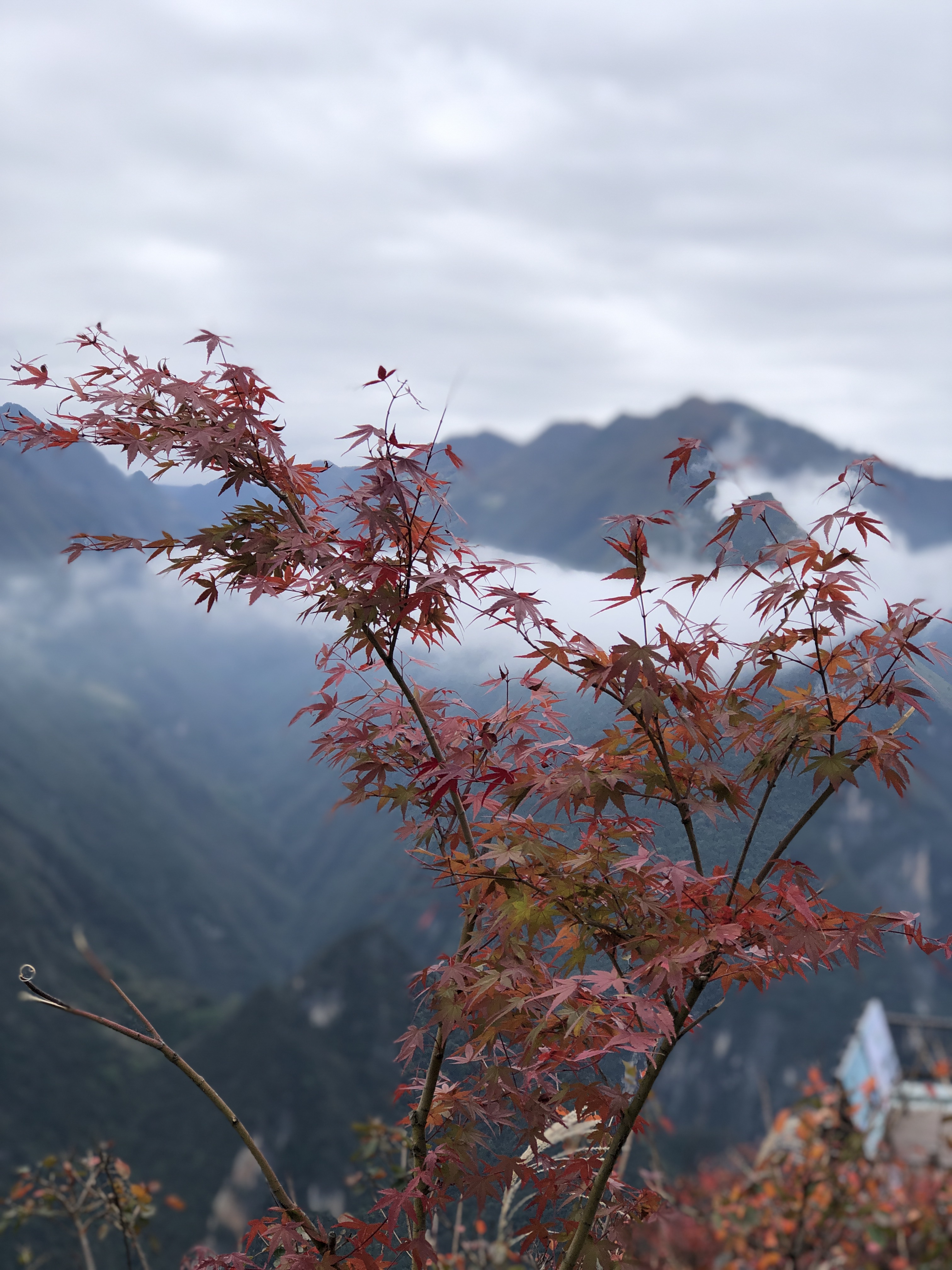 巫溪兰英大峡谷(一) 进入兰英大峡谷的第一段,主要是看山顶的红叶