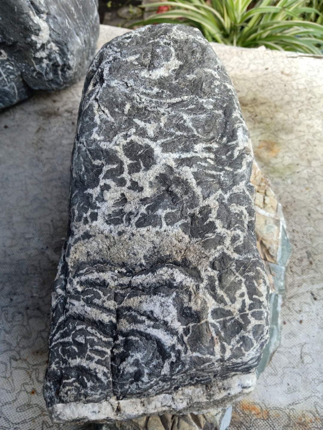 这是我在堵河捡到的,此石美丽好看,同娄三块,请爱好奇石的朋友观杳