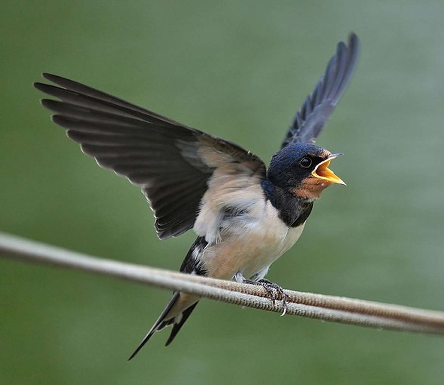 米奇妙妙屋早教有声挂图动物篇(5)