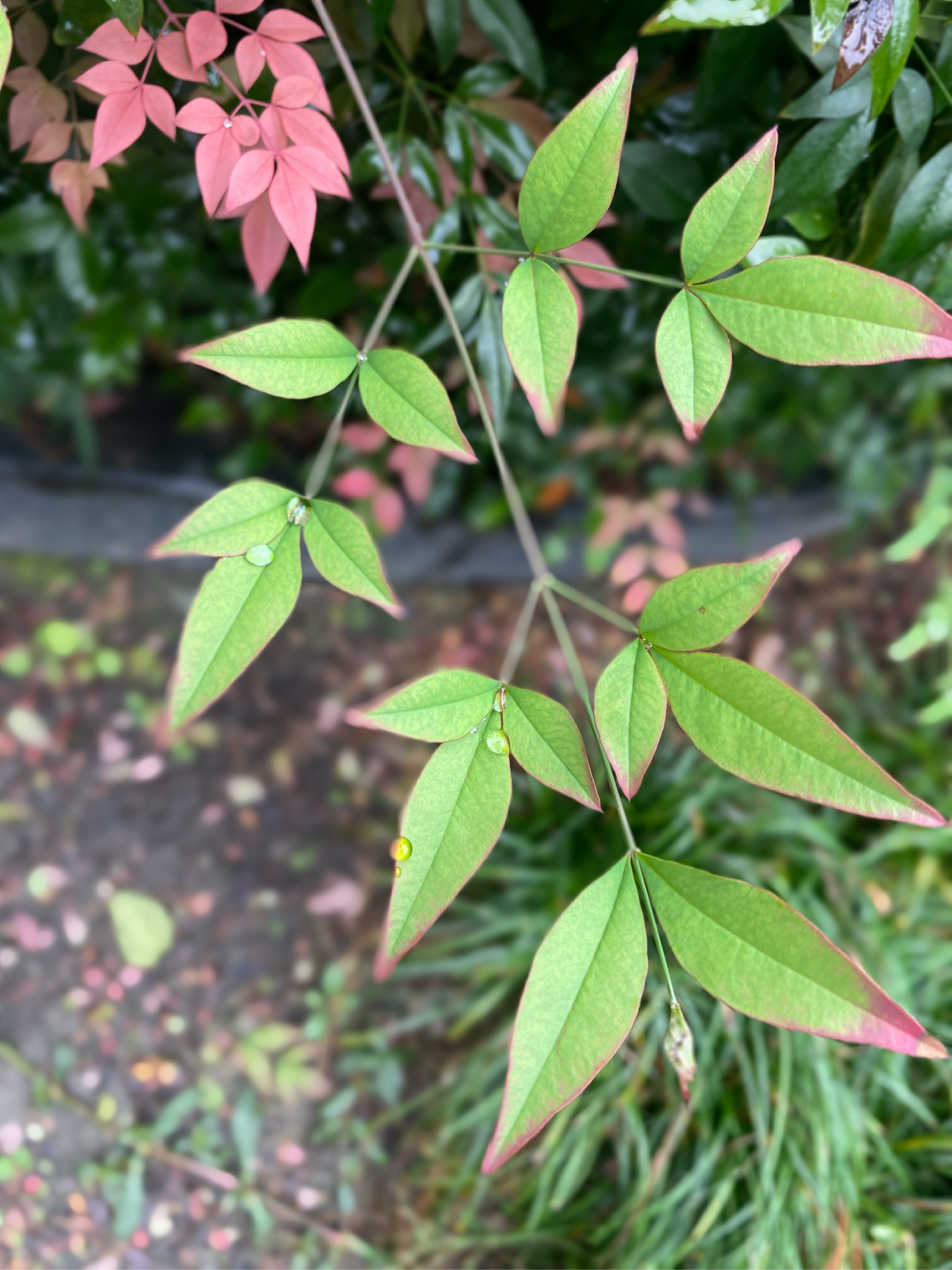 小区常见植物图片